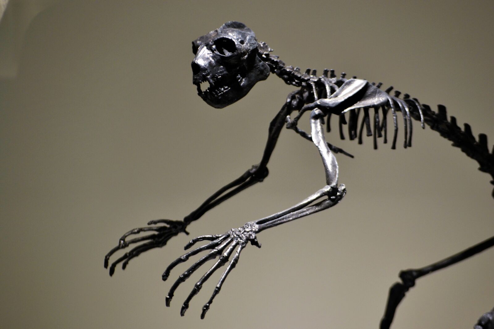 Nikon D3100 sample photo. Dinosaur, skeleton, extinct photography