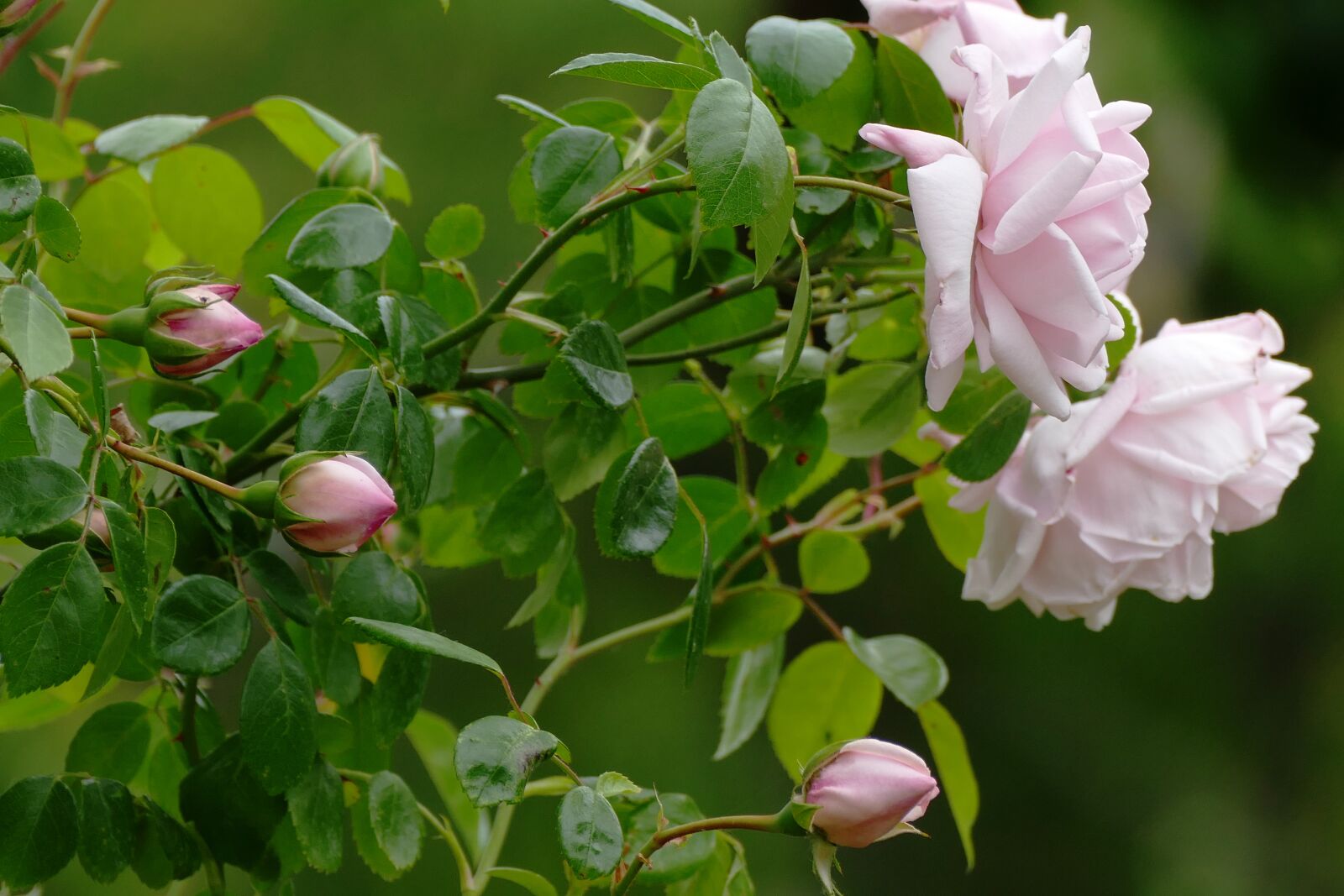 Panasonic Lumix DMC-FZ1000 sample photo. Rose bush, light, pink photography
