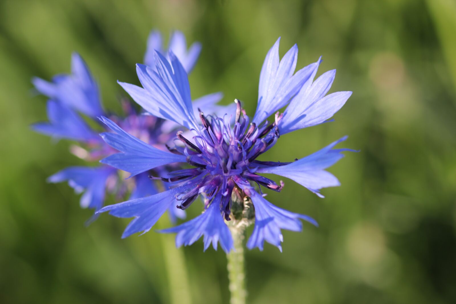 Canon EOS 550D (EOS Rebel T2i / EOS Kiss X4) sample photo. Cornflower, centaurea cyanus, blue photography