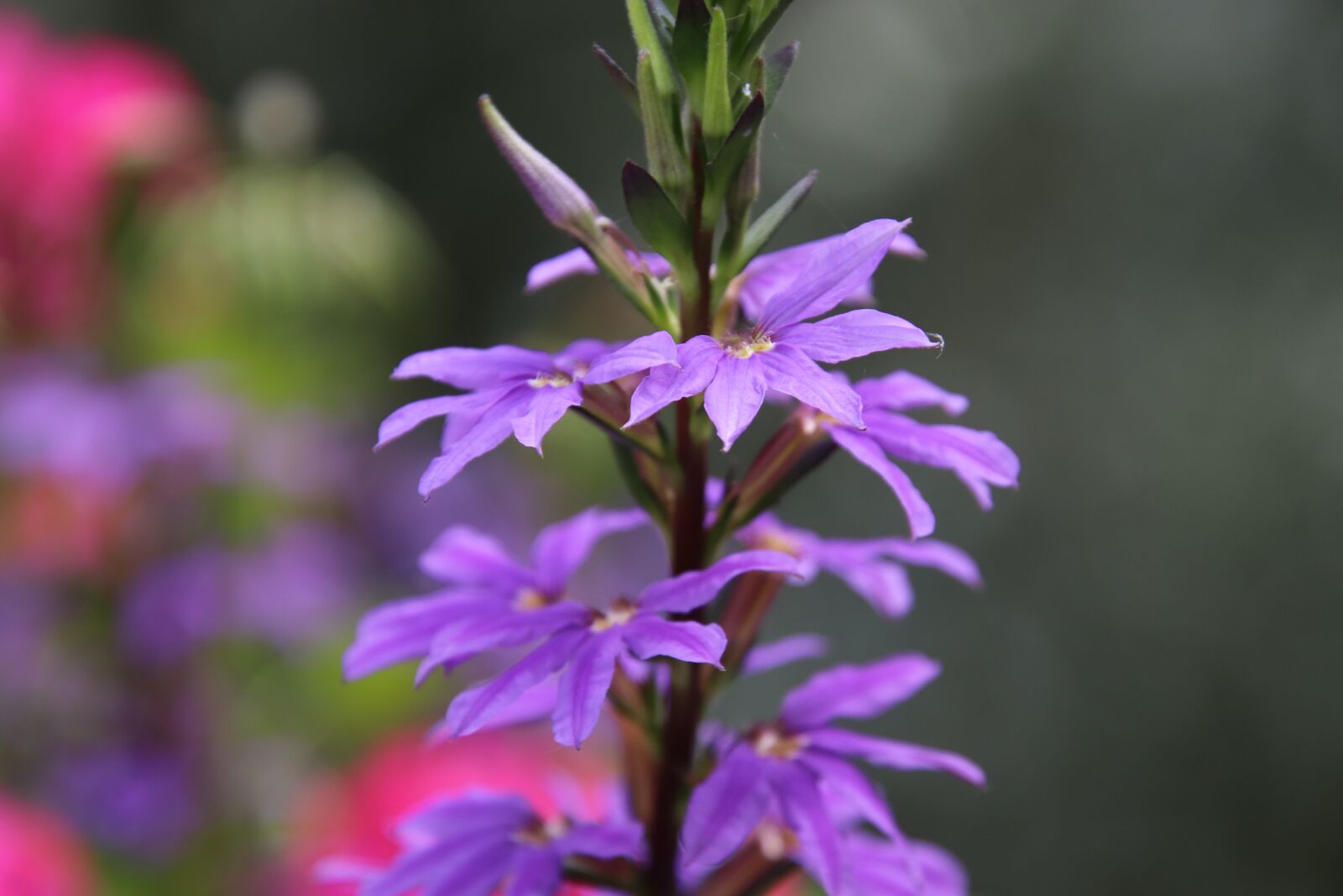 Canon EOS 800D (EOS Rebel T7i / EOS Kiss X9i) sample photo. Flowers, plants, botany photography