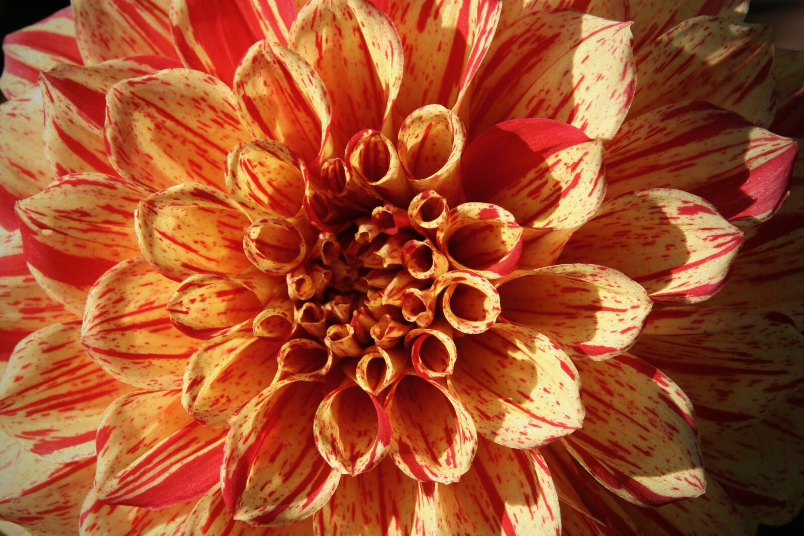 Canon EOS 400D (EOS Digital Rebel XTi / EOS Kiss Digital X) sample photo. Blossom, bloom, dahlia photography