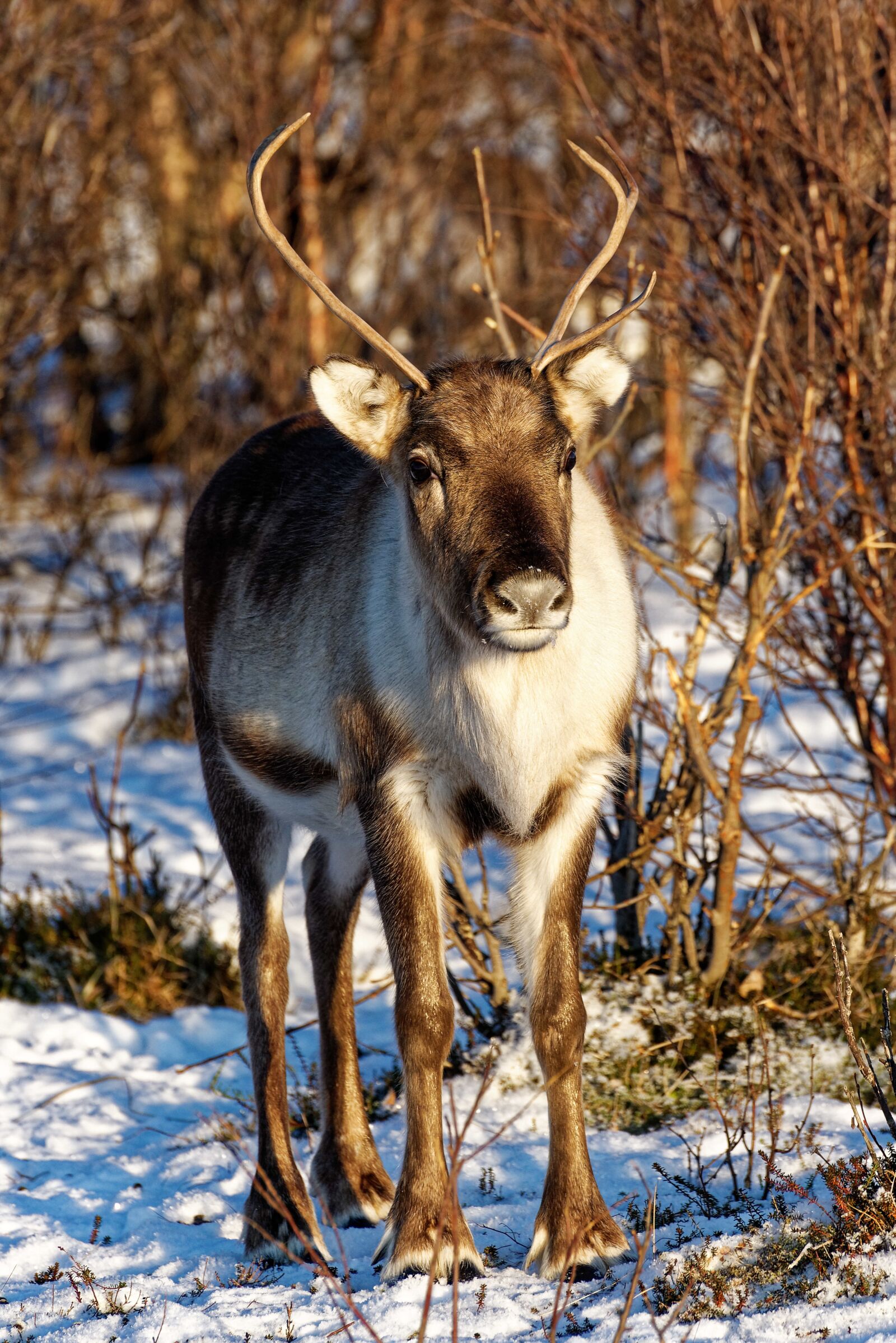 Nikon D750 sample photo. Reindeer, norway, winter photography