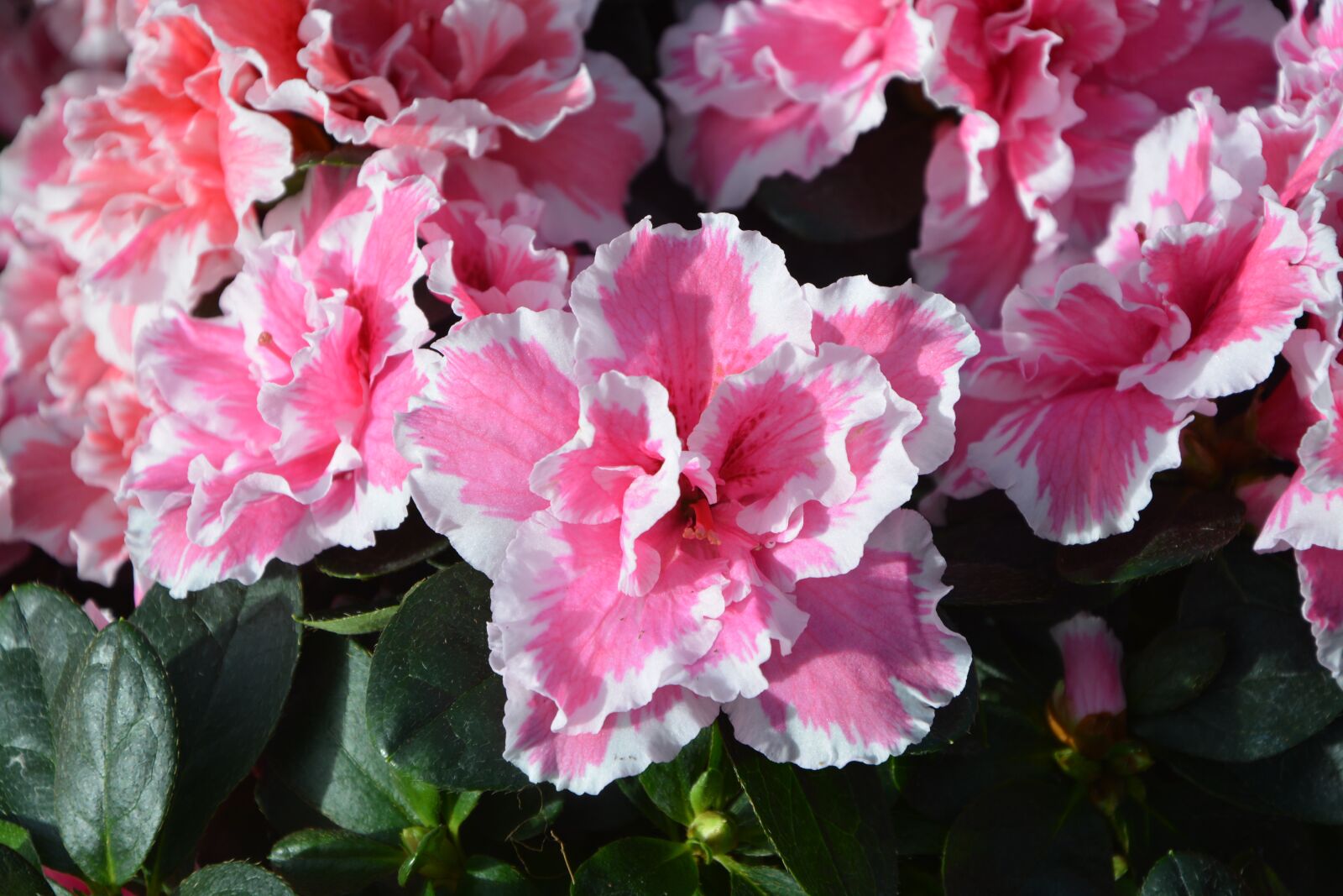 Nikon D5200 sample photo. Flowers, azalea, pink white photography
