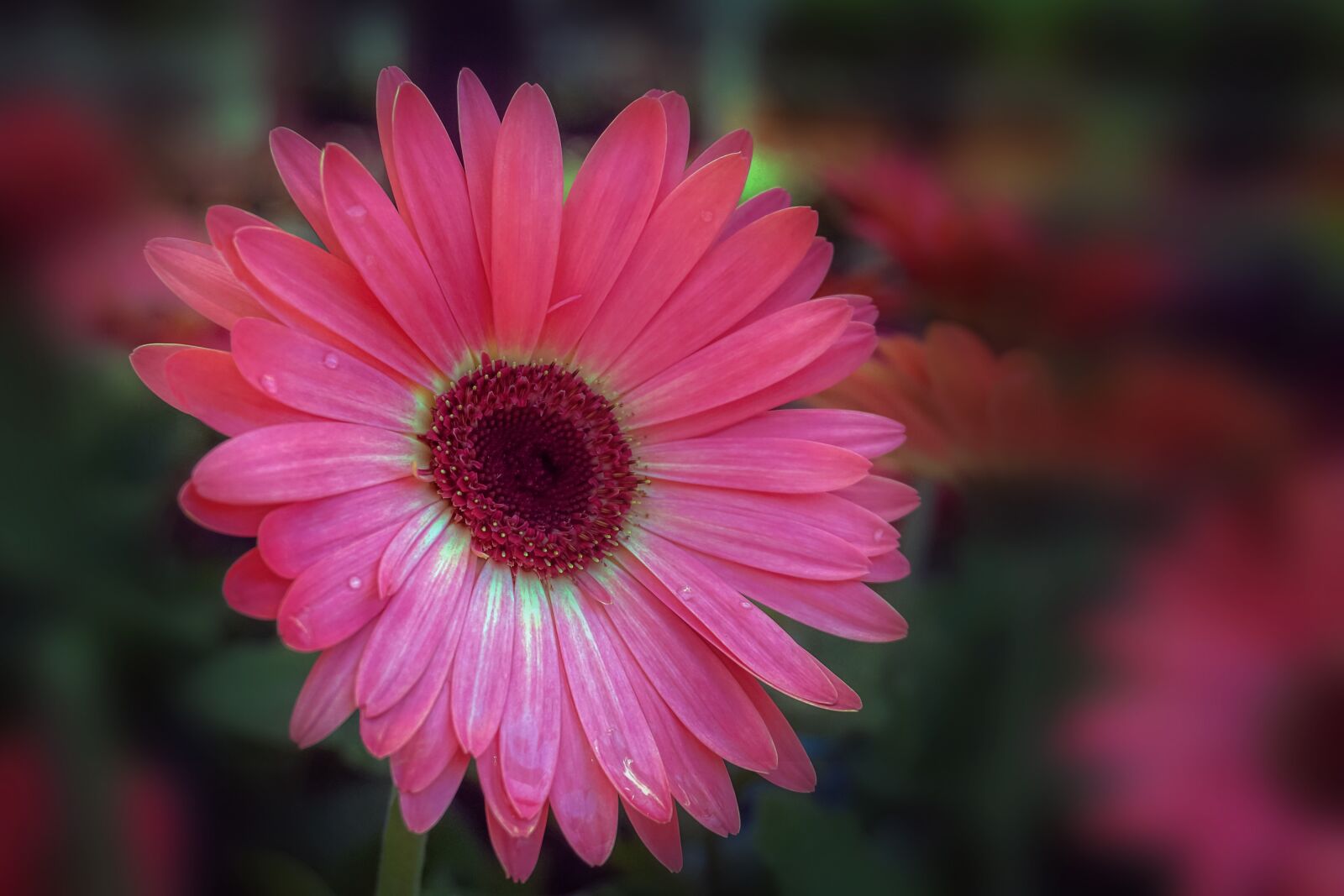 Sony a6300 sample photo. Flower, daisy, gerber photography