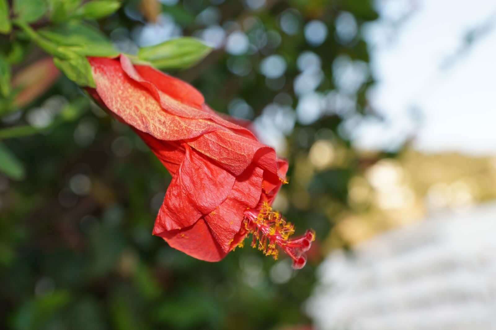 Sony DT 16-50mm F2.8 SSM sample photo. Hibiscus, flower, red photography