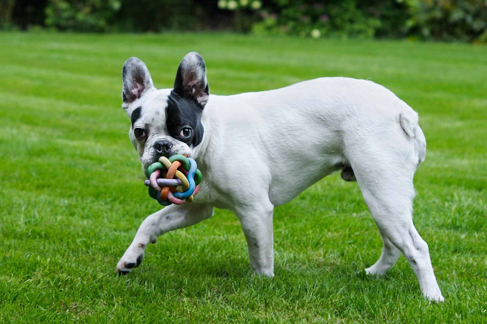 Nikon D300 sample photo. Puppy, animal, dog, green photography