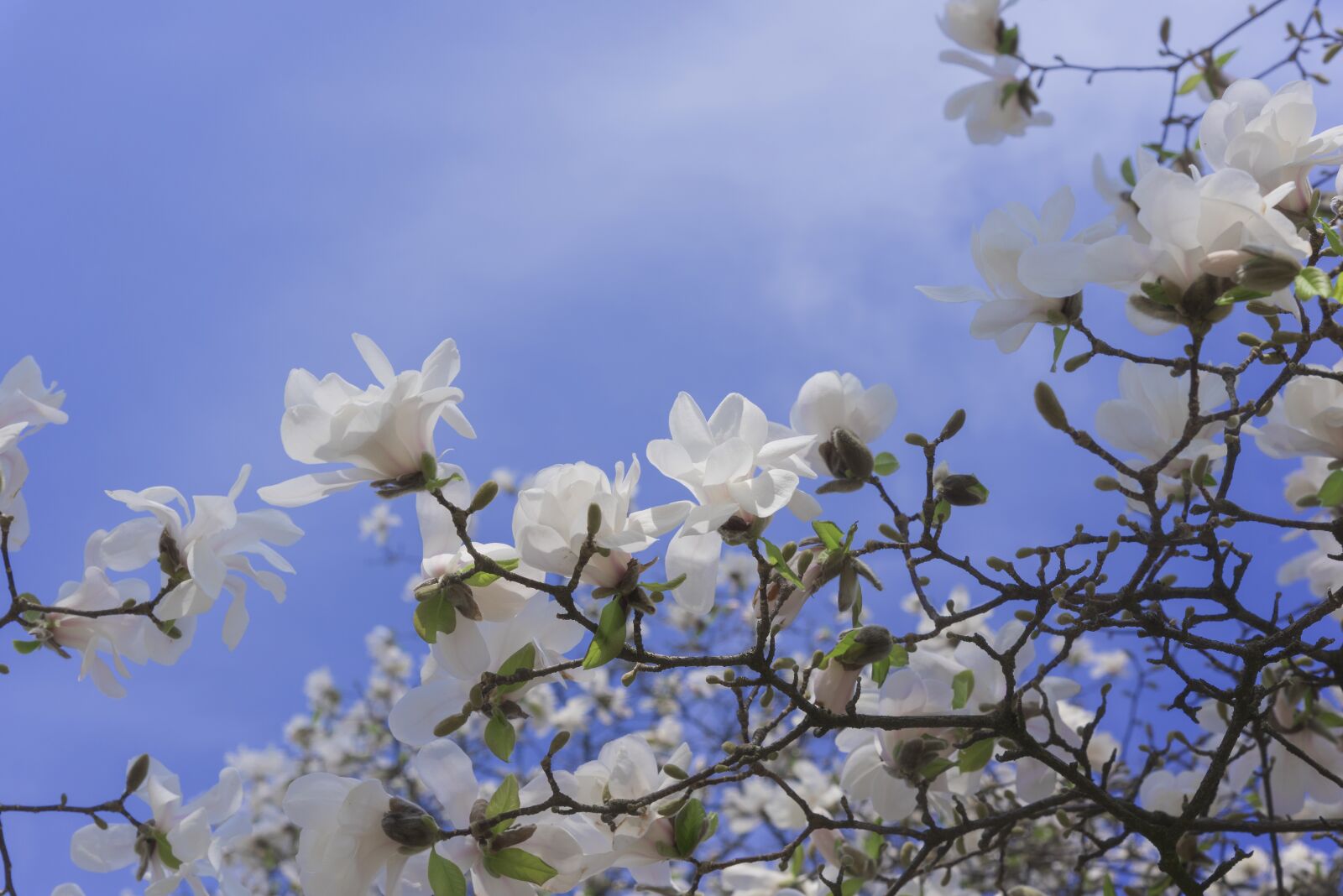Nikon D750 sample photo. Magnolia, flowers, white photography