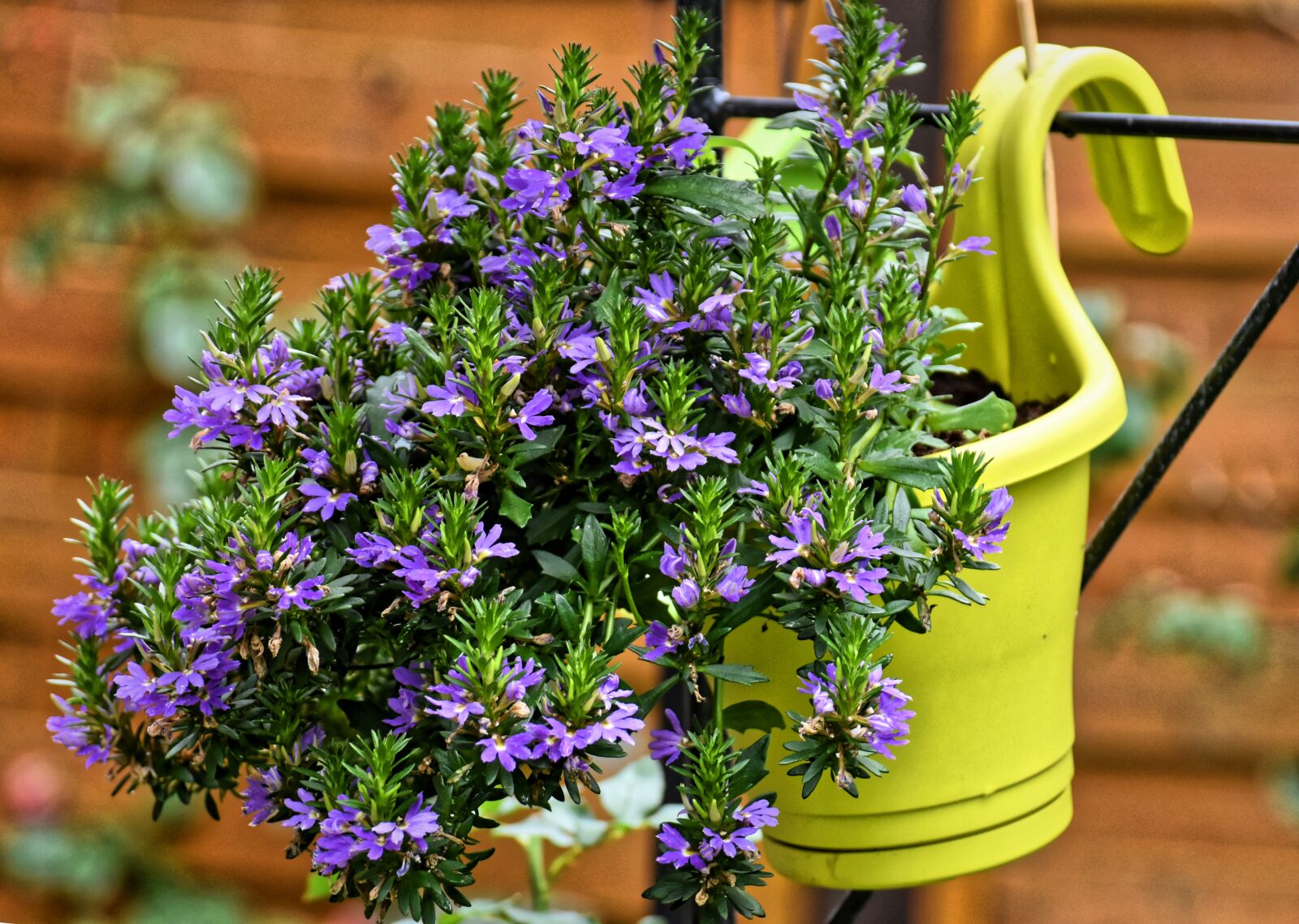 Nikon D7200 sample photo. Flowers, pot, garden photography
