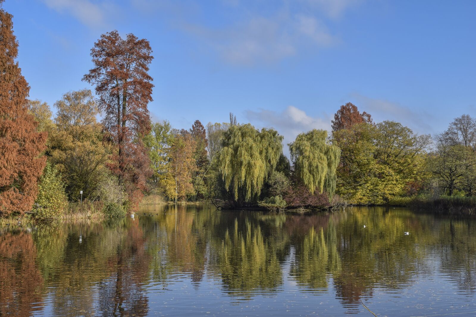 Nikon D3300 sample photo. Forest, nature, autumn photography