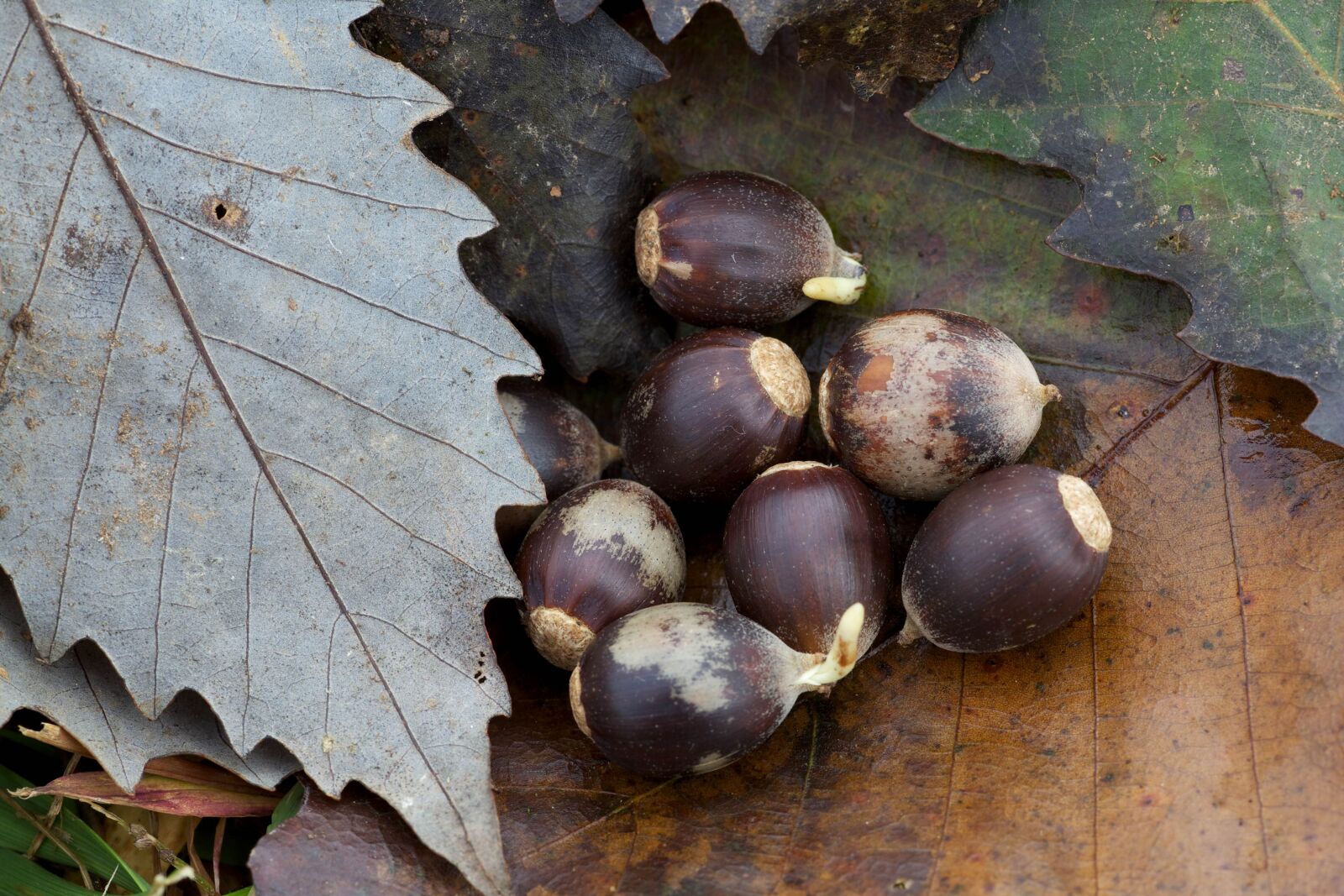 Canon EOS 5D Mark II sample photo. Chinkapin, oak, acorns, seed photography