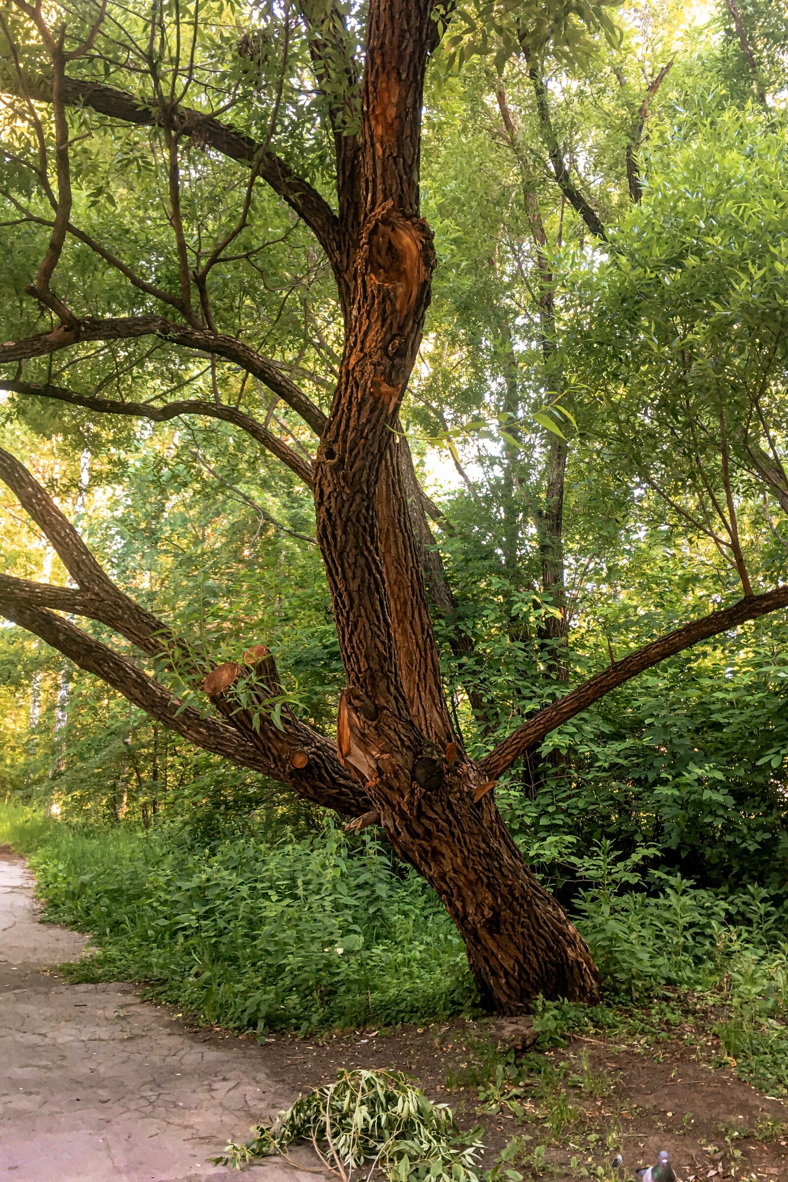 iPhone 6s Plus back camera 4.15mm f/2.2 sample photo. Tree, summer, nature photography