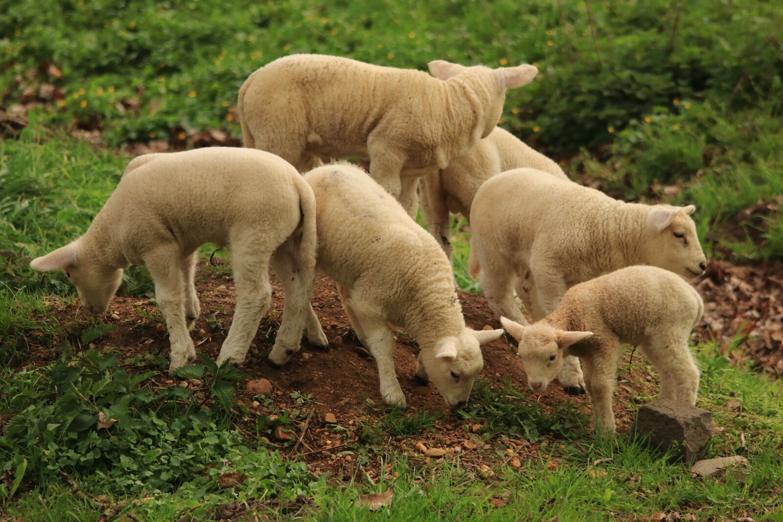 Canon EOS 80D sample photo. Lamb, sheep, animal photography