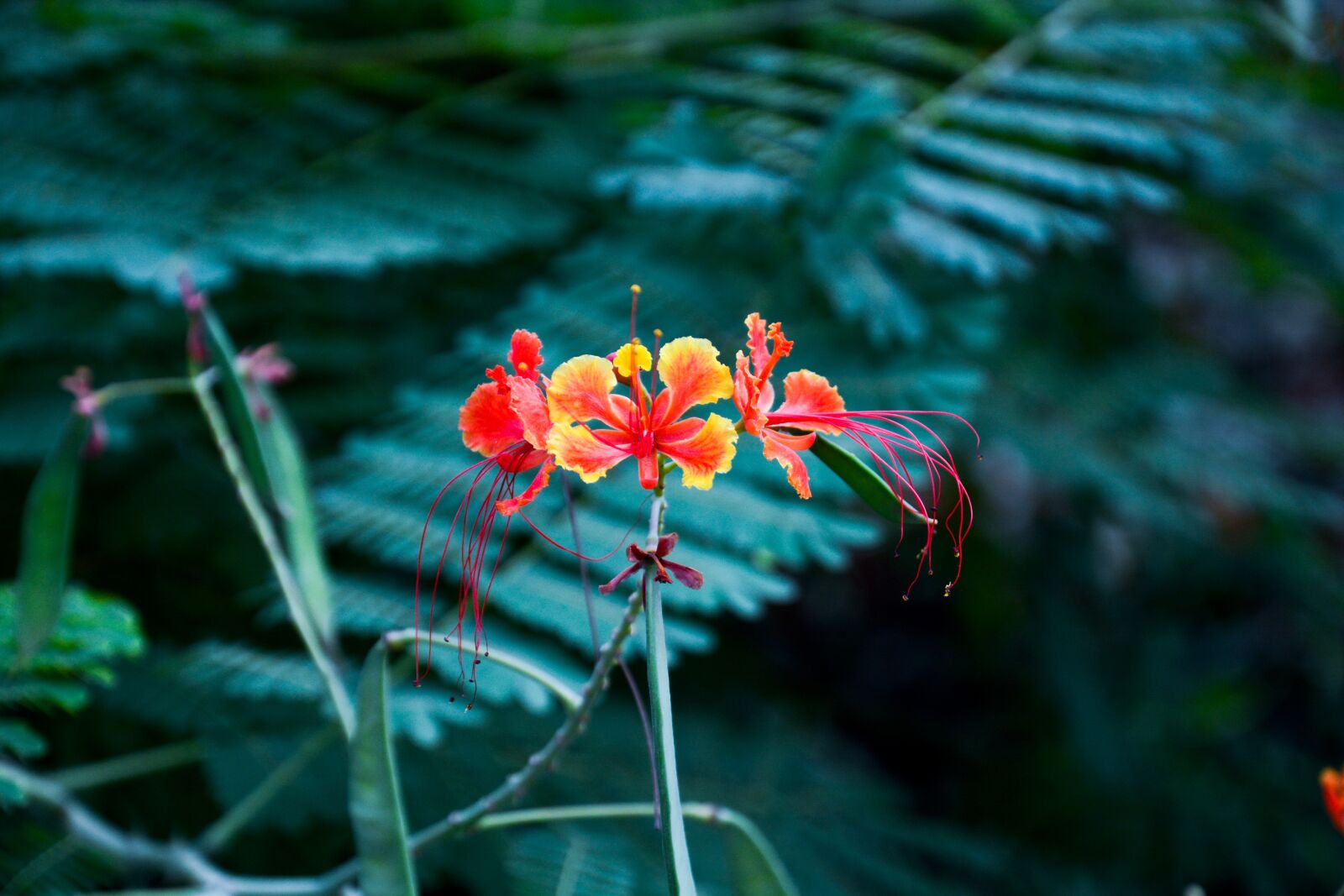 Nikon D7100 sample photo. Flower, spring, garden photography