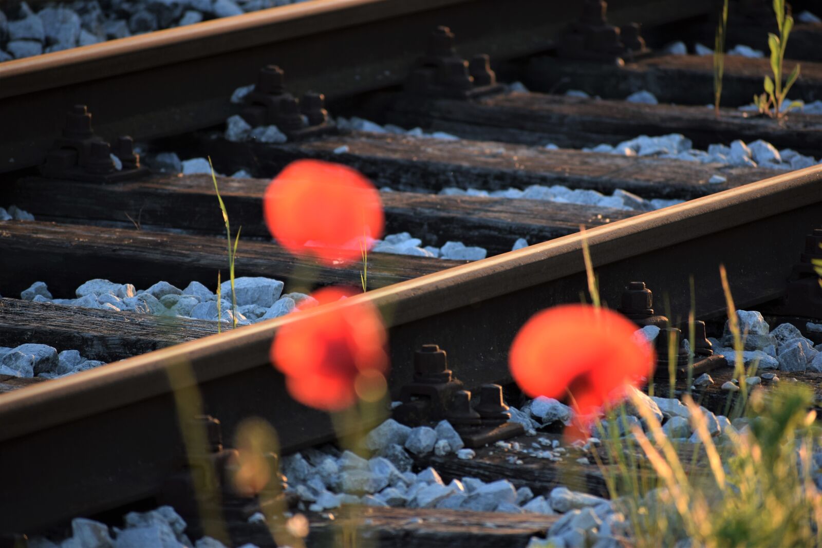 Nikon D3300 sample photo. Three red poppys, near photography