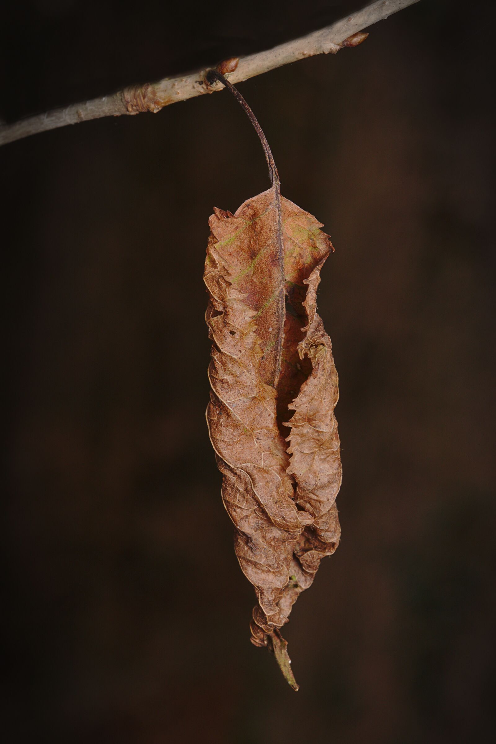 Canon EOS M5 + Canon EF-M 18-150mm F3.5-6.3 IS STM sample photo. Winter, leaf, branch photography