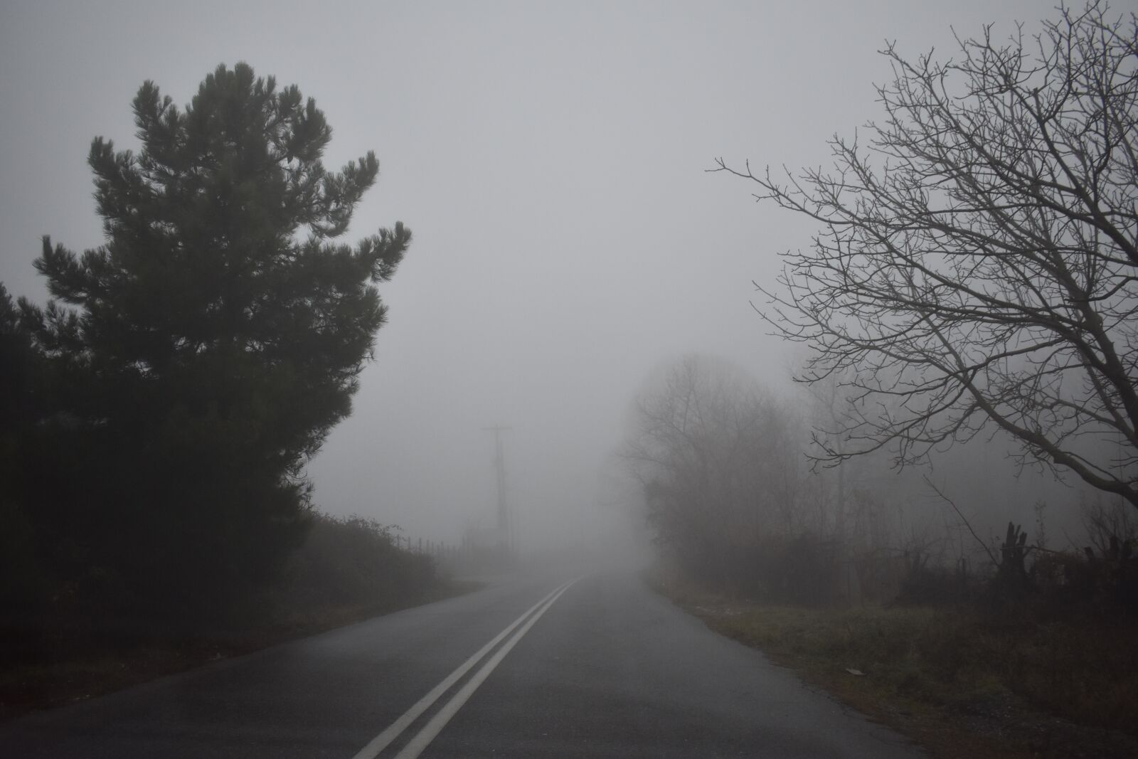 Nikon D3400 sample photo. Trees, forest, nature photography