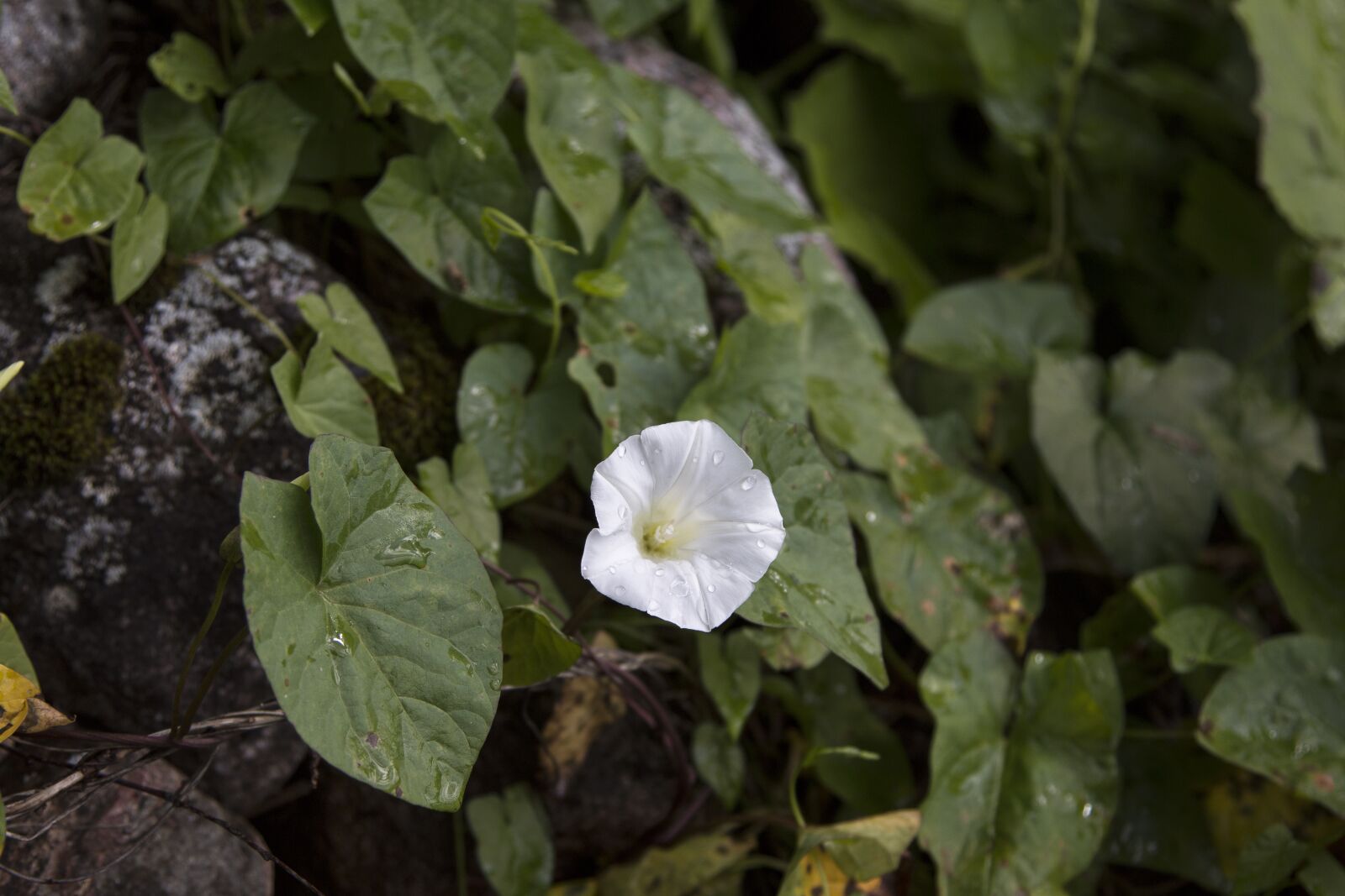 Canon EOS 70D + Canon EF 24-105mm F4L IS USM sample photo. Plant, flower, beach photography