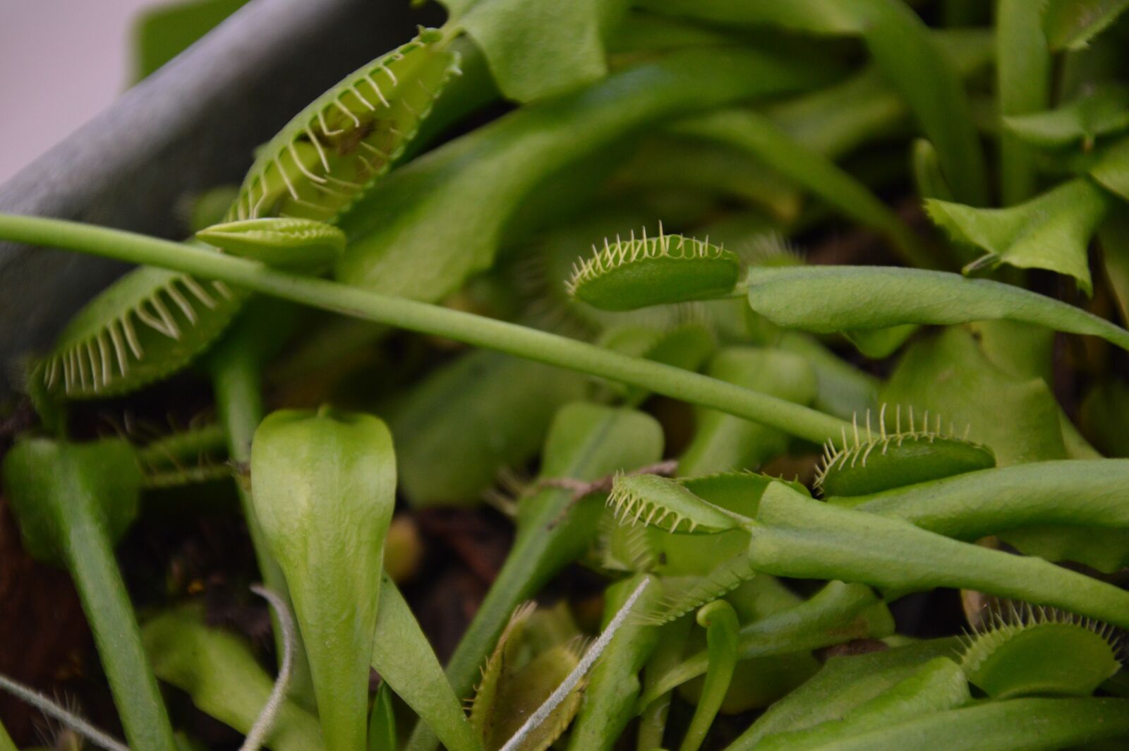 Nikon D3200 sample photo. Plant, carnivorous, catch leaves photography