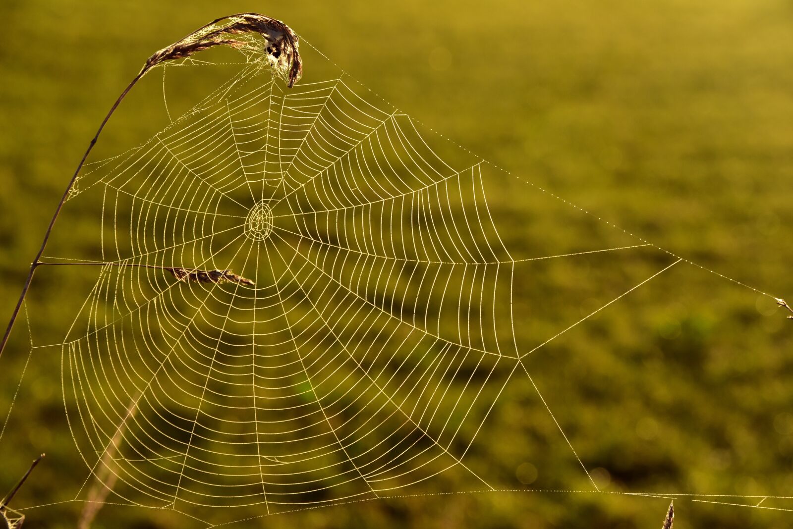Nikon D750 sample photo. Cobweb, autumn, sunrise photography