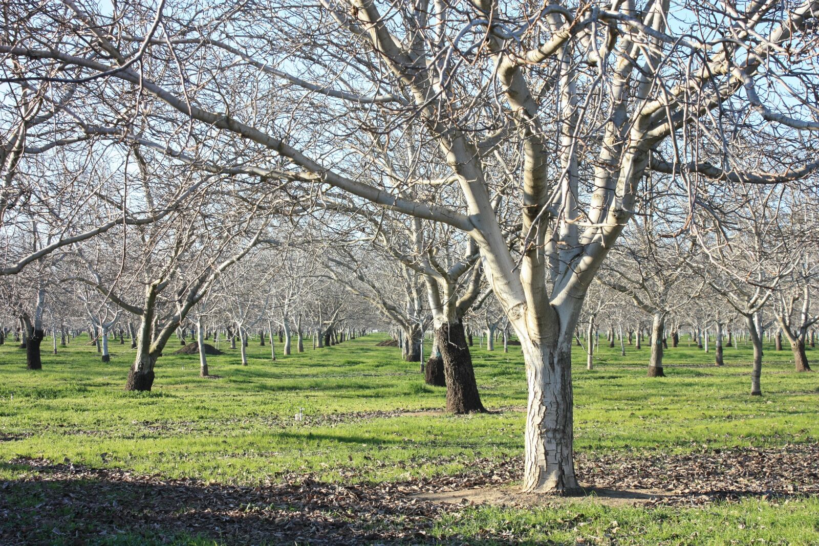 Canon EOS 450D (EOS Rebel XSi / EOS Kiss X2) sample photo. Orchard, agriculture, trees photography
