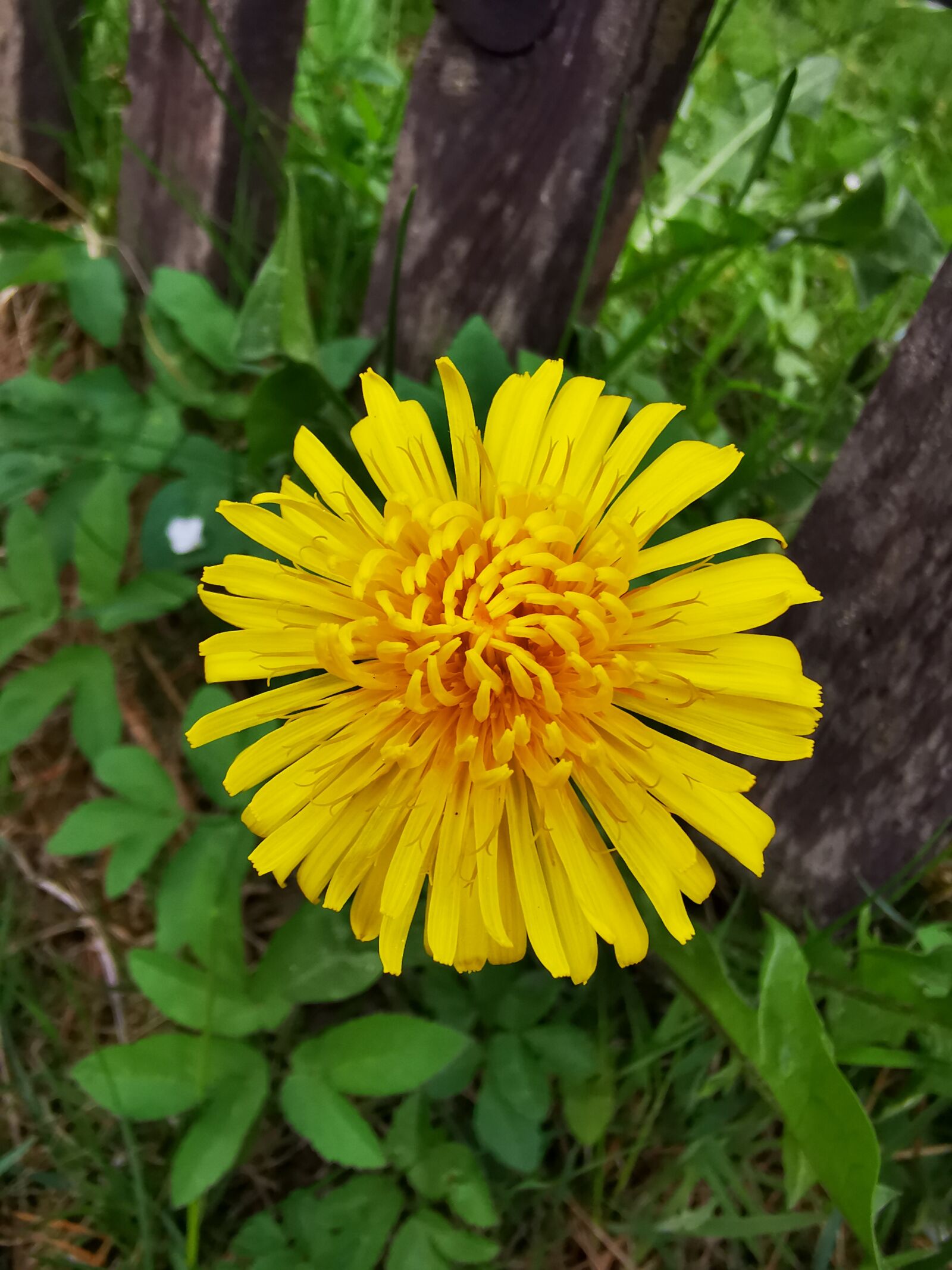 HUAWEI P30 Pro sample photo. Dandelion, hundeblume, spring photography