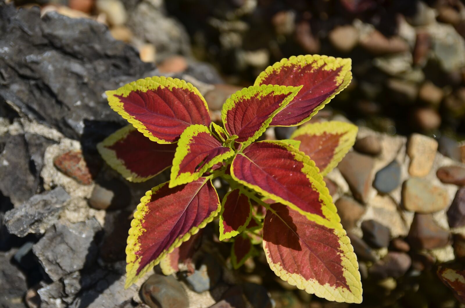 Nikon D7000 sample photo. Flower, stone, rise photography