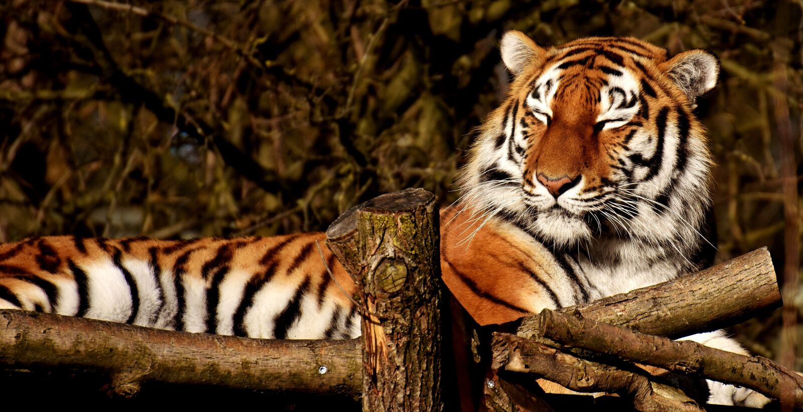 Nikon D7200 sample photo. Tiger, big cat, predator photography