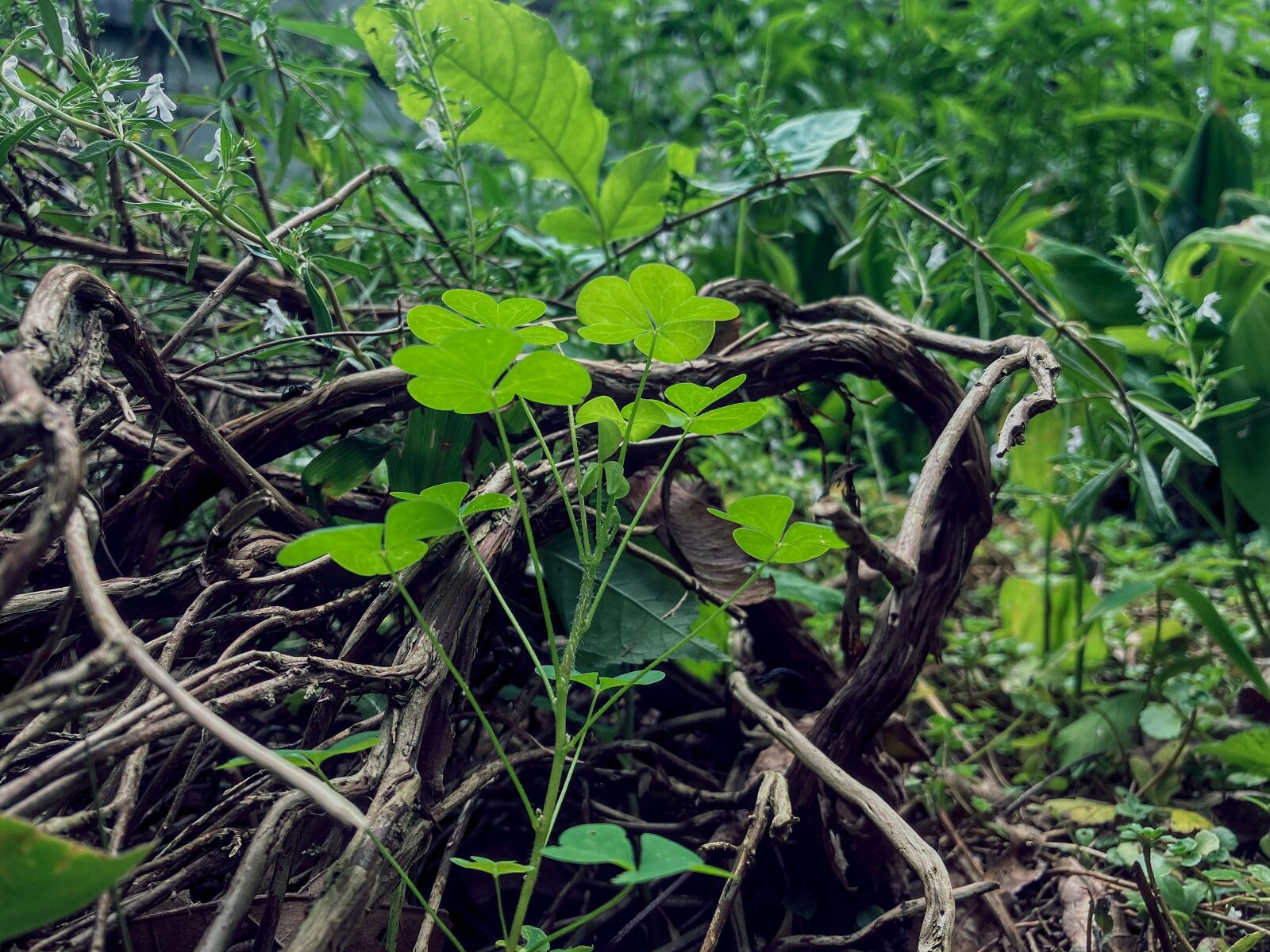 Apple iPhone SE (2nd generation) sample photo. Plants, nature, leaves photography