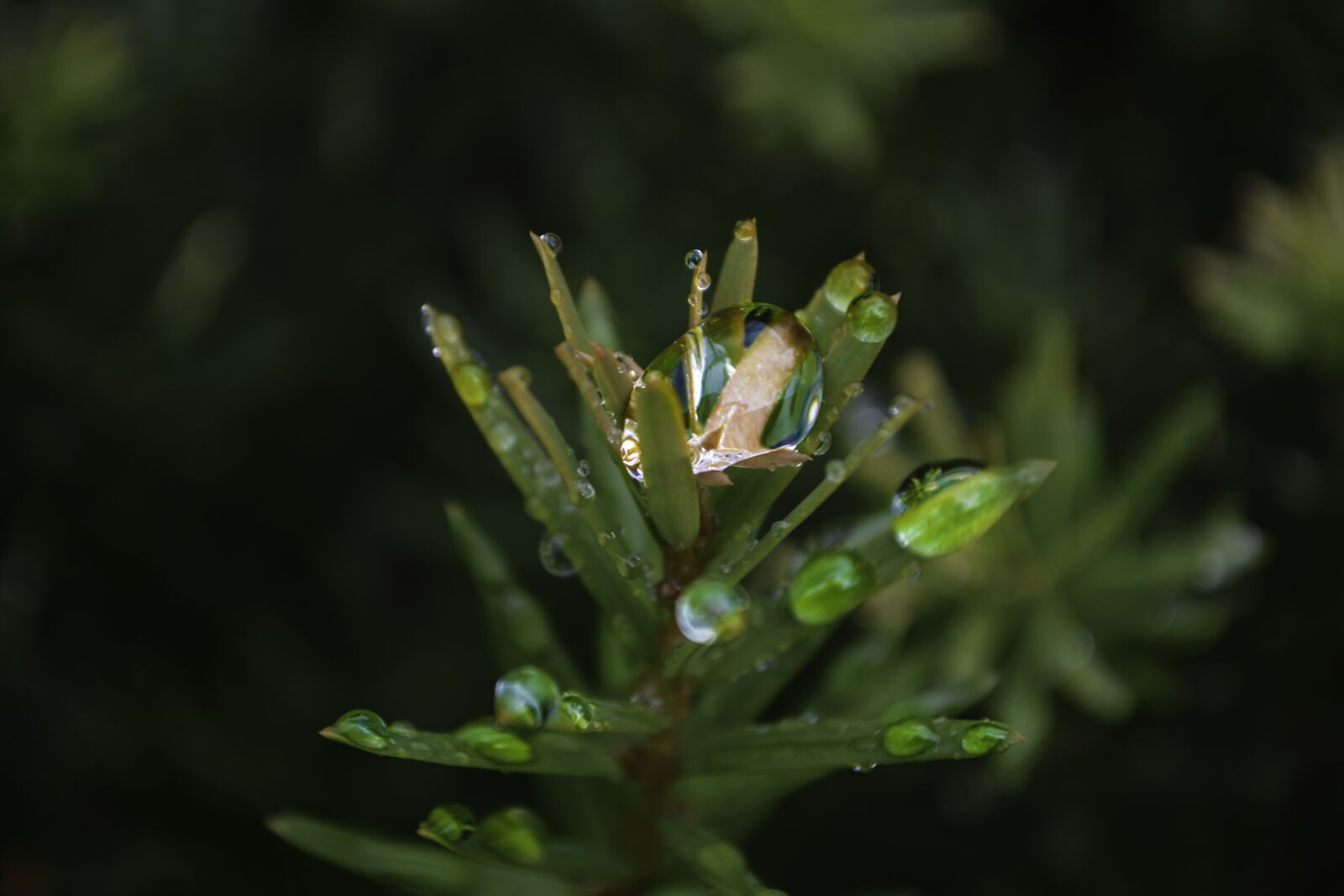 Nikon D3300 sample photo. Plant, water, droplet photography
