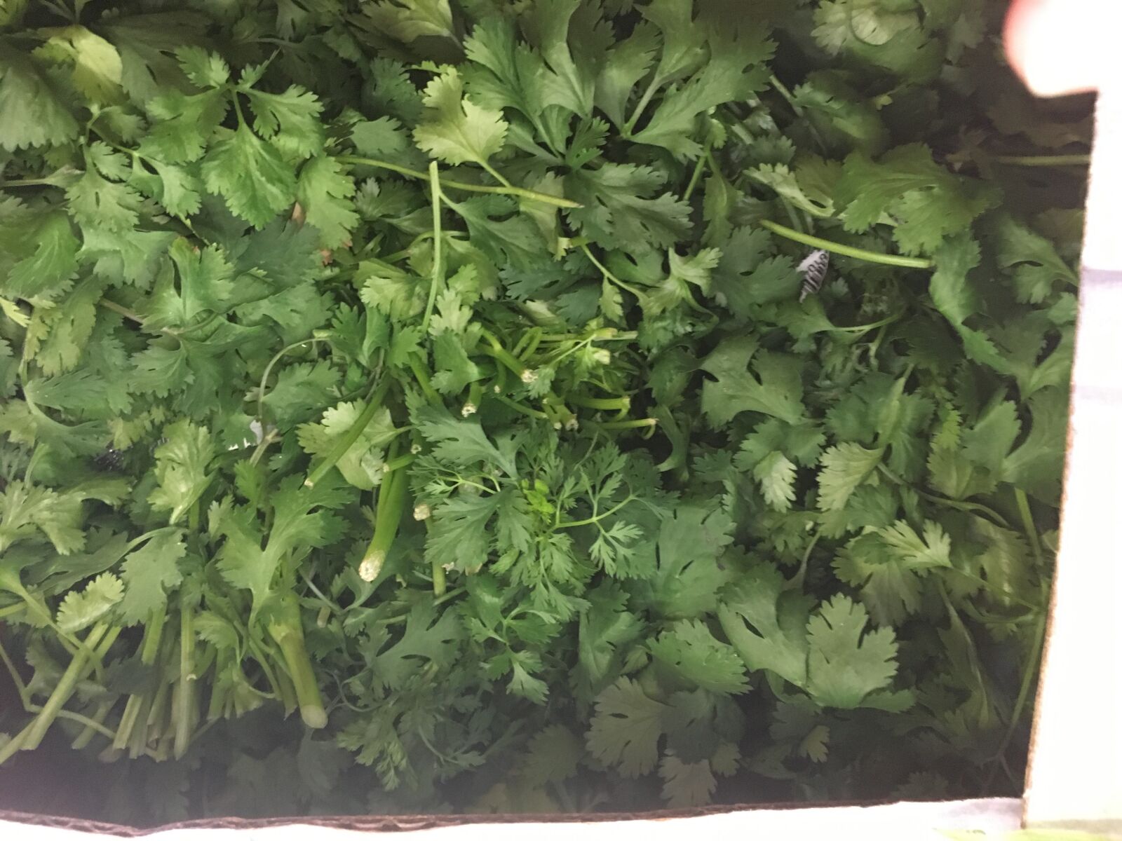 Apple iPhone 6s sample photo. Banana, box, market, cilantro photography