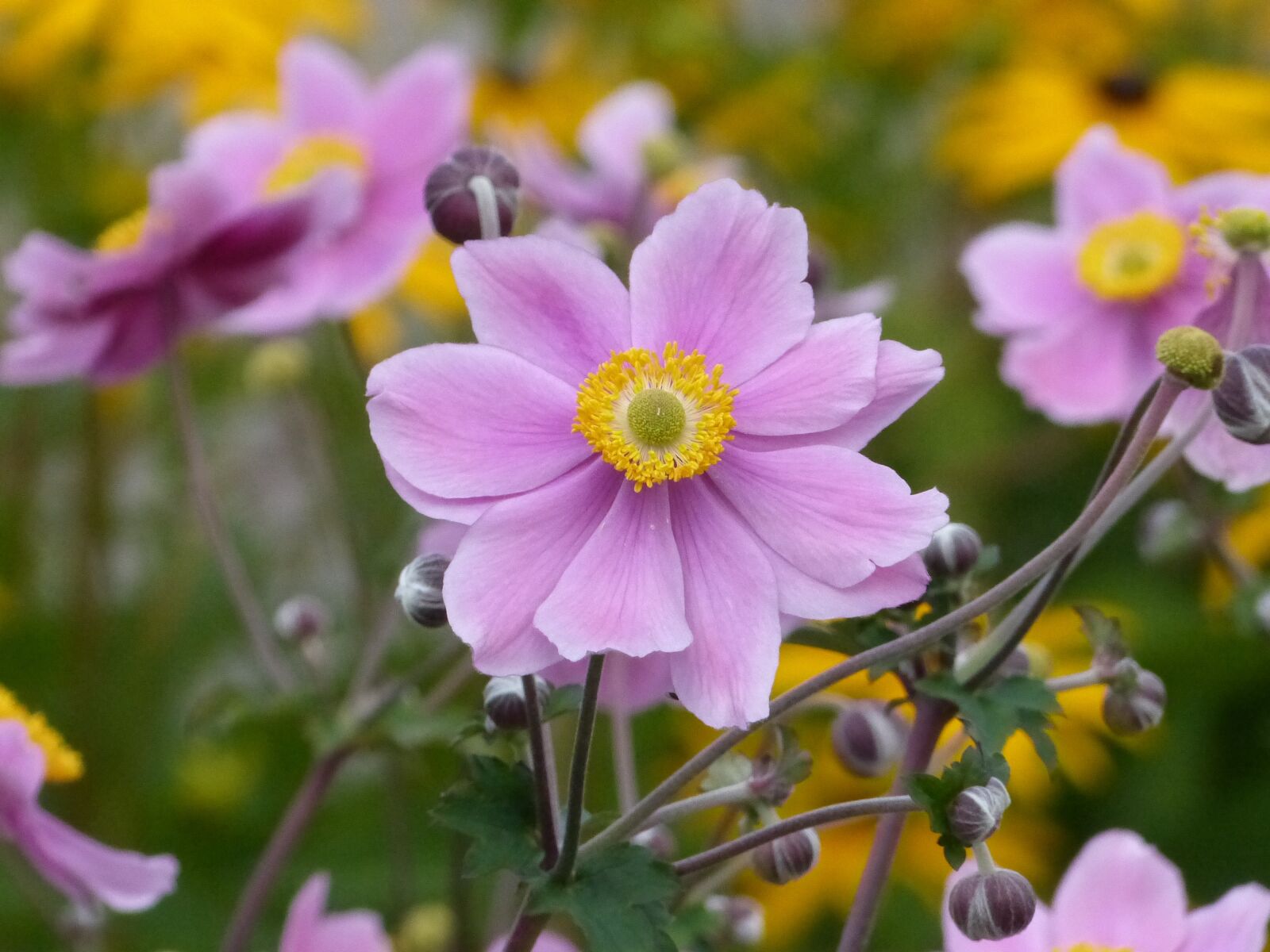 Panasonic Lumix DMC-FZ200 sample photo. Flowers, pink, garden photography