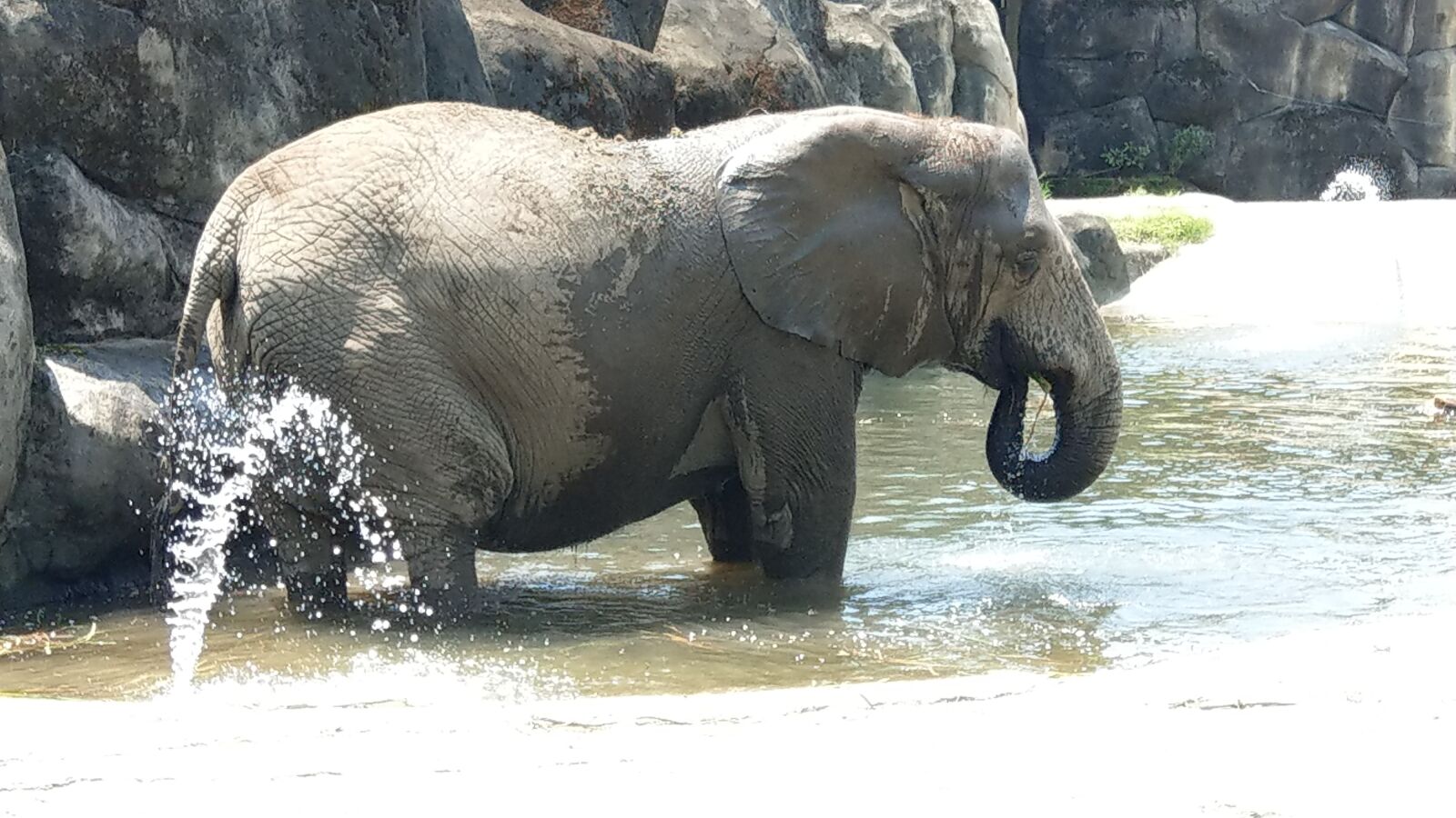 HTC U11 sample photo. Elephants, pet, muzha zoo photography