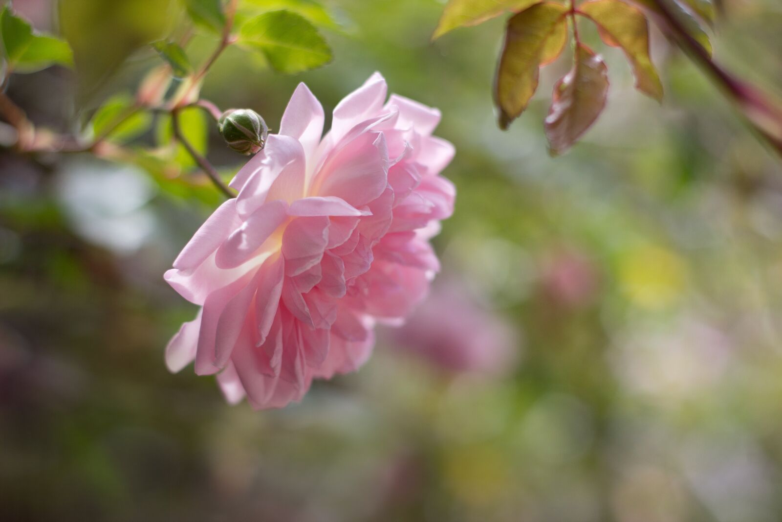 Canon EOS 600D (Rebel EOS T3i / EOS Kiss X5) + Canon EF 50mm F1.8 II sample photo. Flower, pink, petal photography