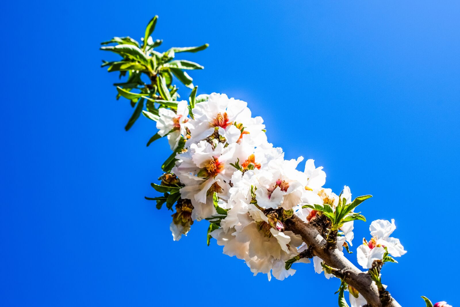 Nikon D3300 sample photo. Tree, branch, flowers photography