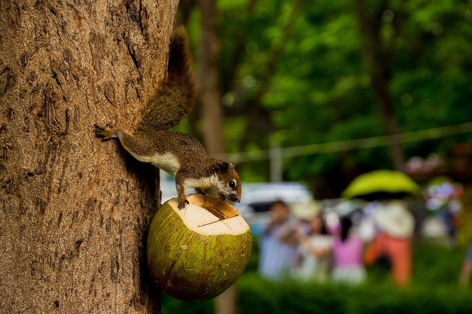 Nikon D7200 sample photo. Animals, squirrel, holding a photography
