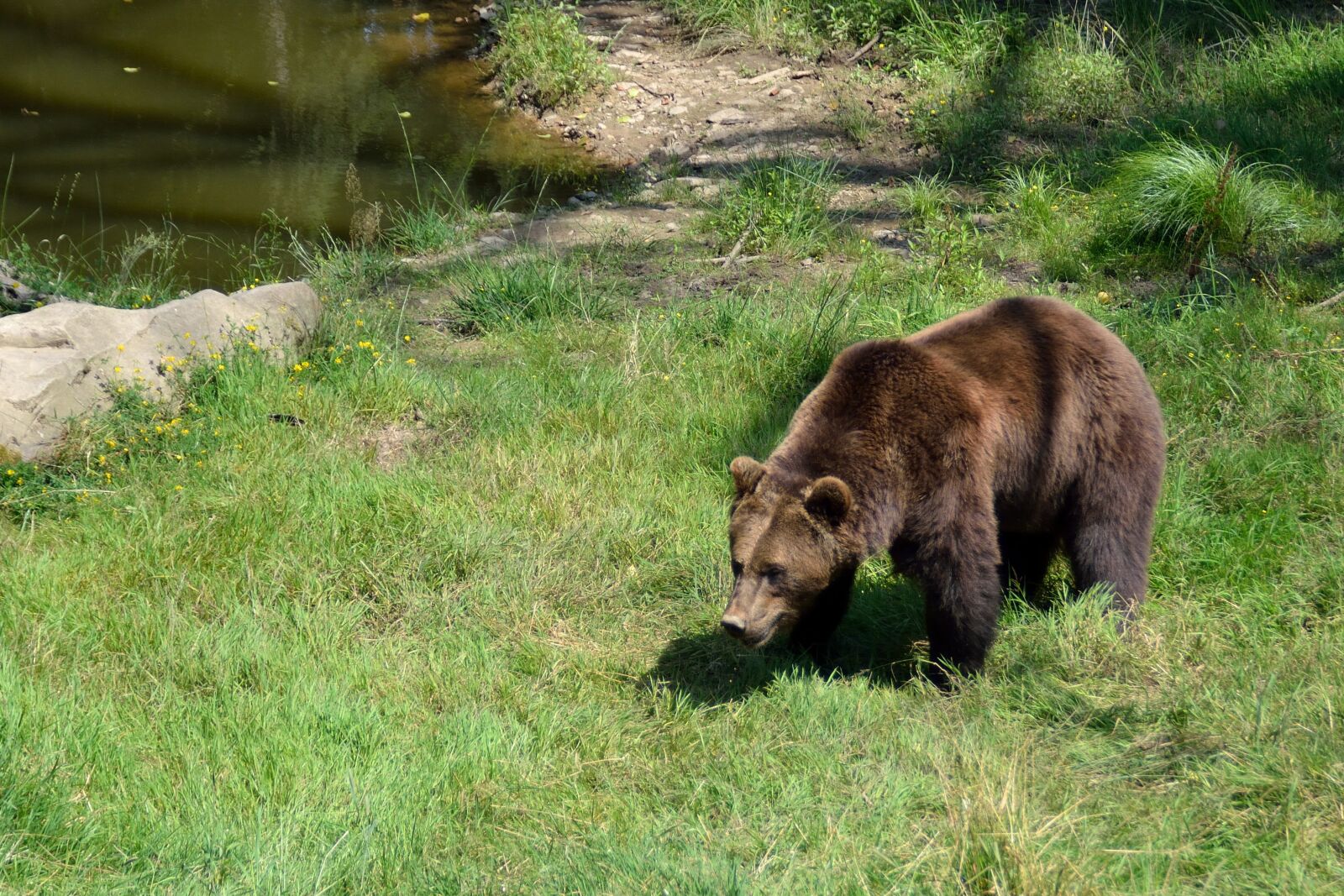 Nikon D5200 sample photo. Brown bear, animal park photography