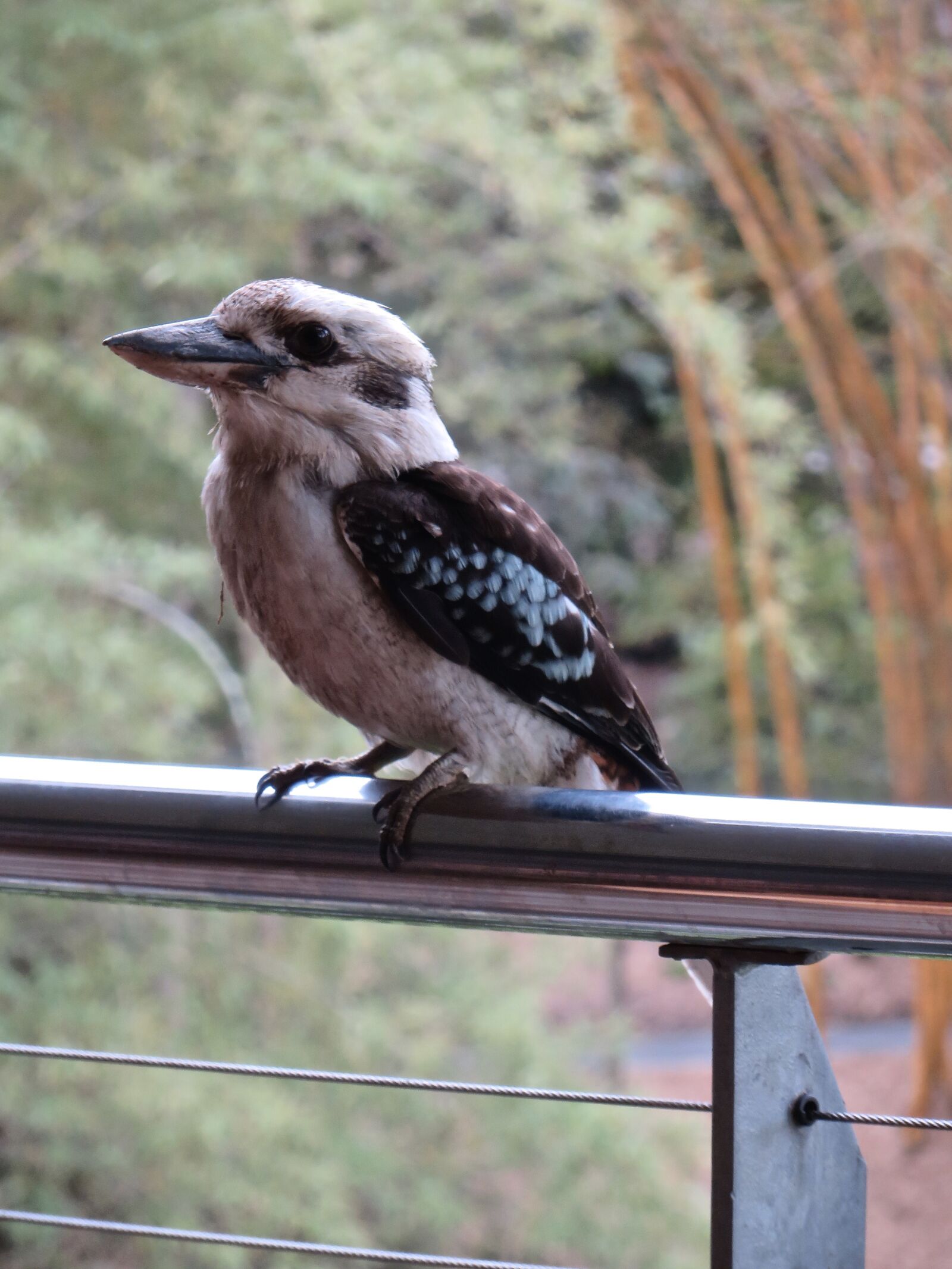 Canon PowerShot SX280 HS sample photo. Birds, kookaburra, australia photography