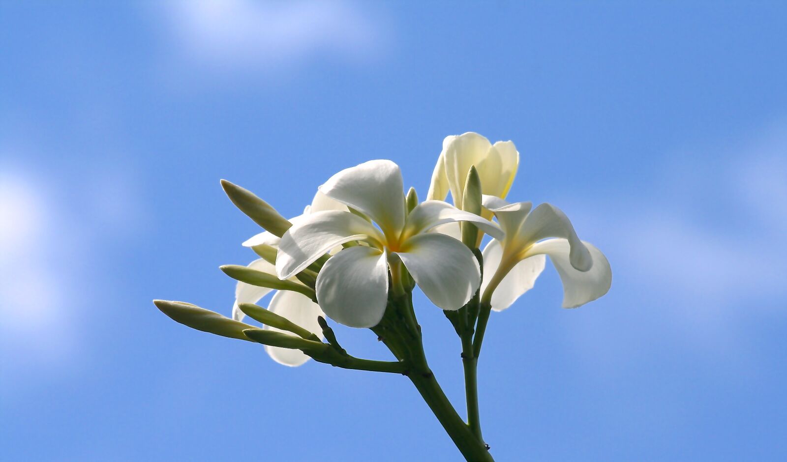 Canon EOS 400D (EOS Digital Rebel XTi / EOS Kiss Digital X) sample photo. Plumeria, flowers, nature photography
