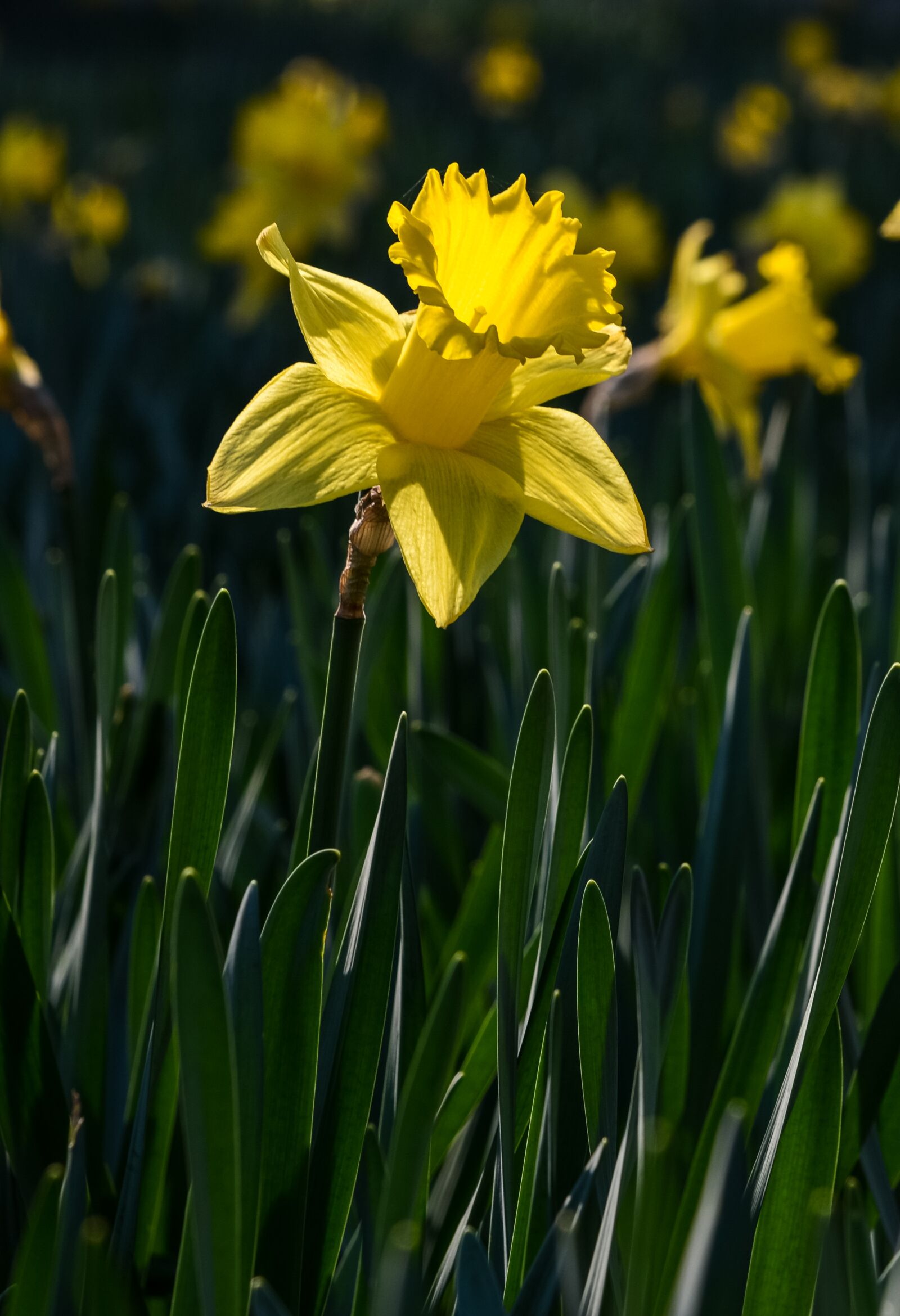 Nikon D610 sample photo. Narcissus, spring, flower photography