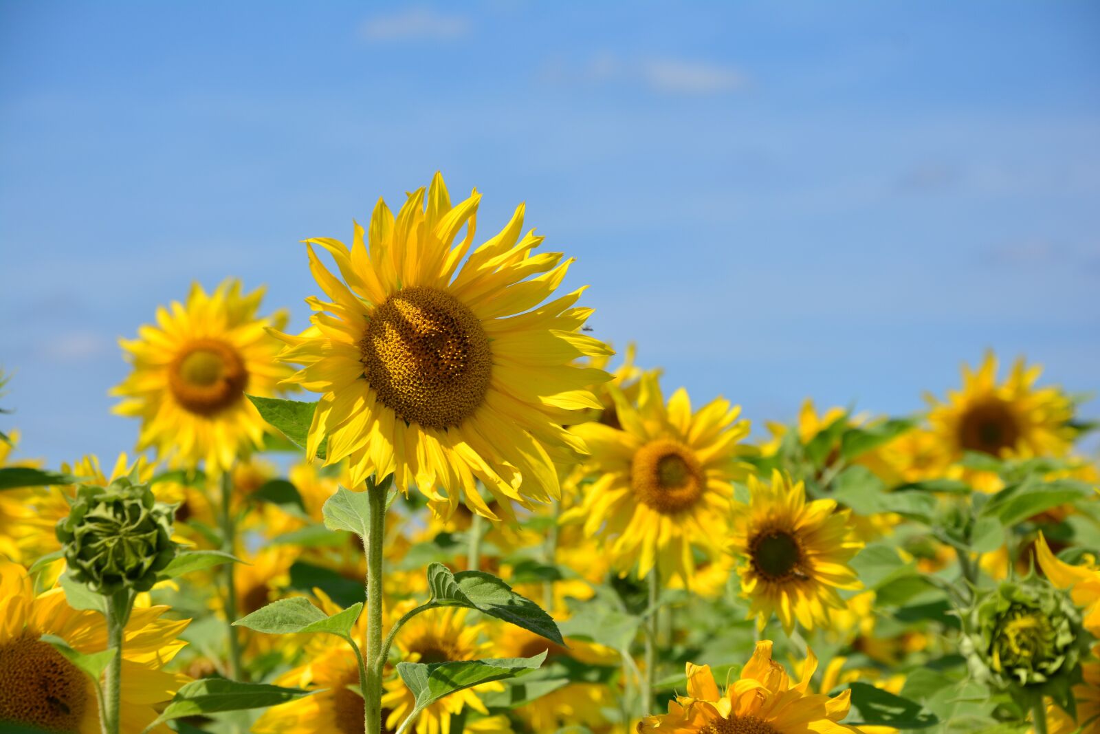 Nikon D5200 sample photo. Sunflower, flowers, sunflower field photography