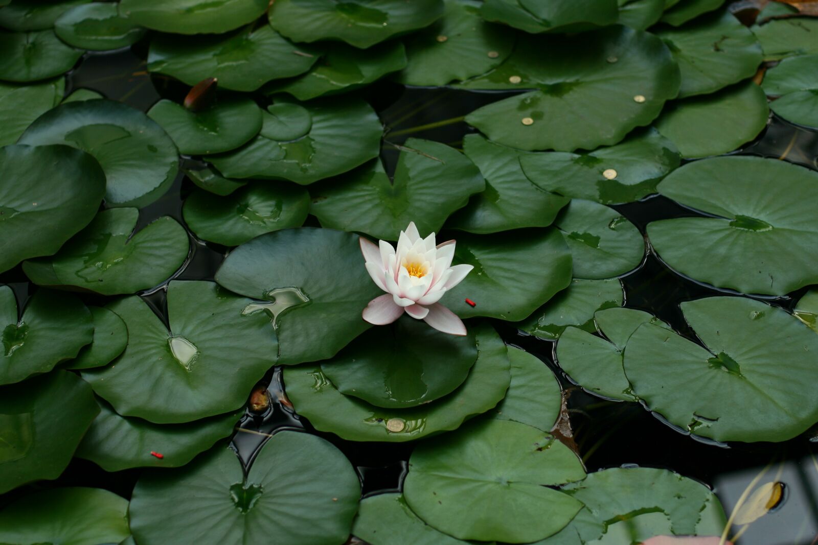 Canon EOS 400D (EOS Digital Rebel XTi / EOS Kiss Digital X) sample photo. Water lily, plant, water photography