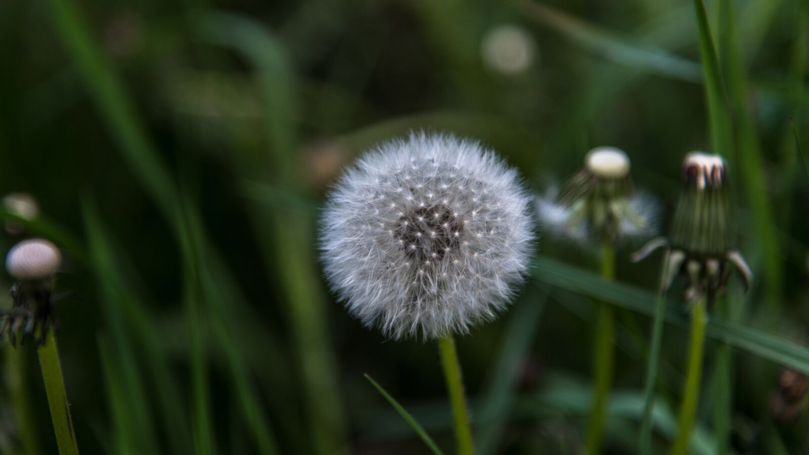Nikon D850 sample photo. Dandelion, green, white photography