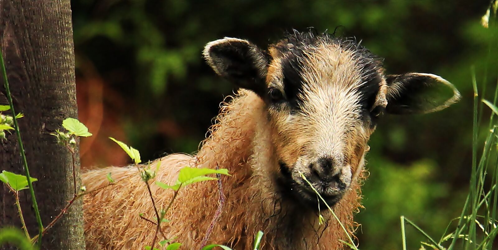 Canon EOS 550D (EOS Rebel T2i / EOS Kiss X4) sample photo. Sheep, young animal, lamb photography