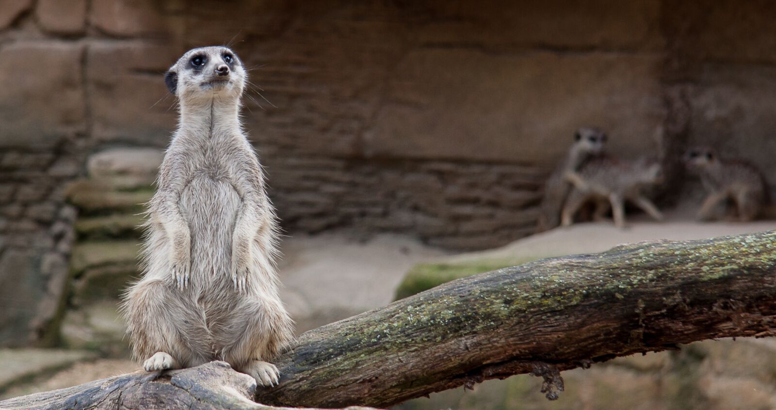 Canon EF-S 17-85mm F4-5.6 IS USM sample photo. Meerkat, zoo, curious photography