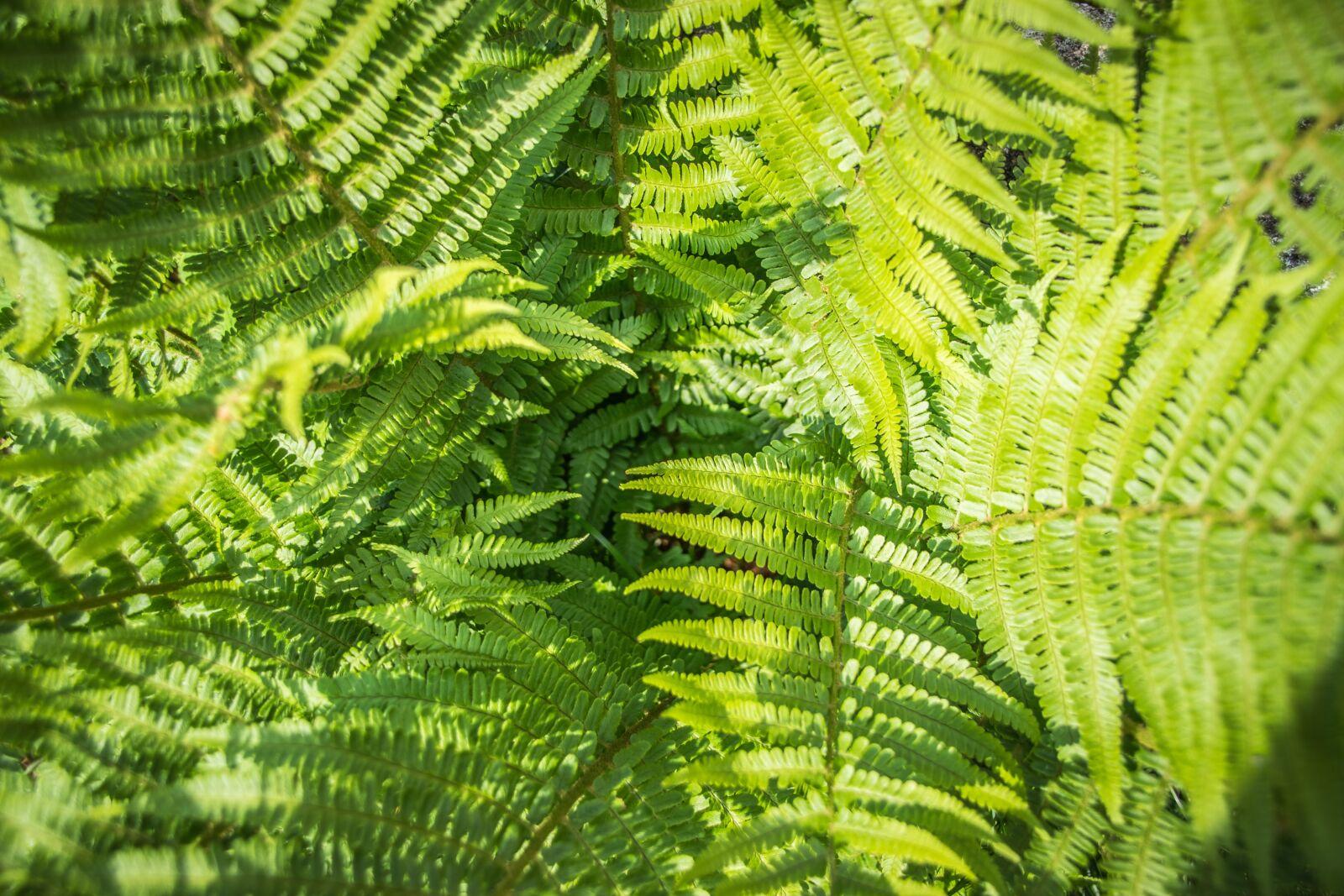 Nikon D5300 sample photo. Fern, green, plant photography