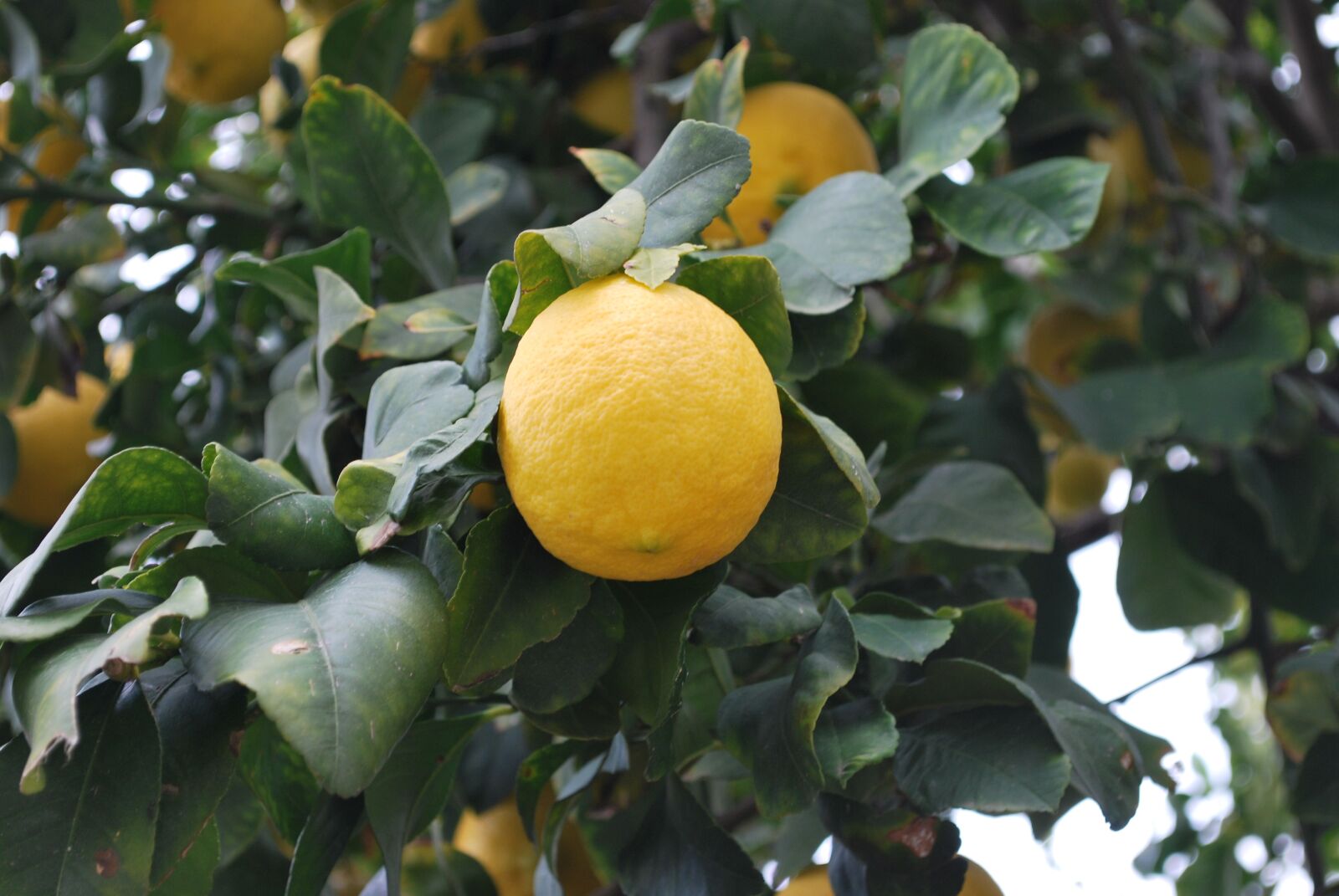 Nikon D60 sample photo. Lemon, nature, fruit photography