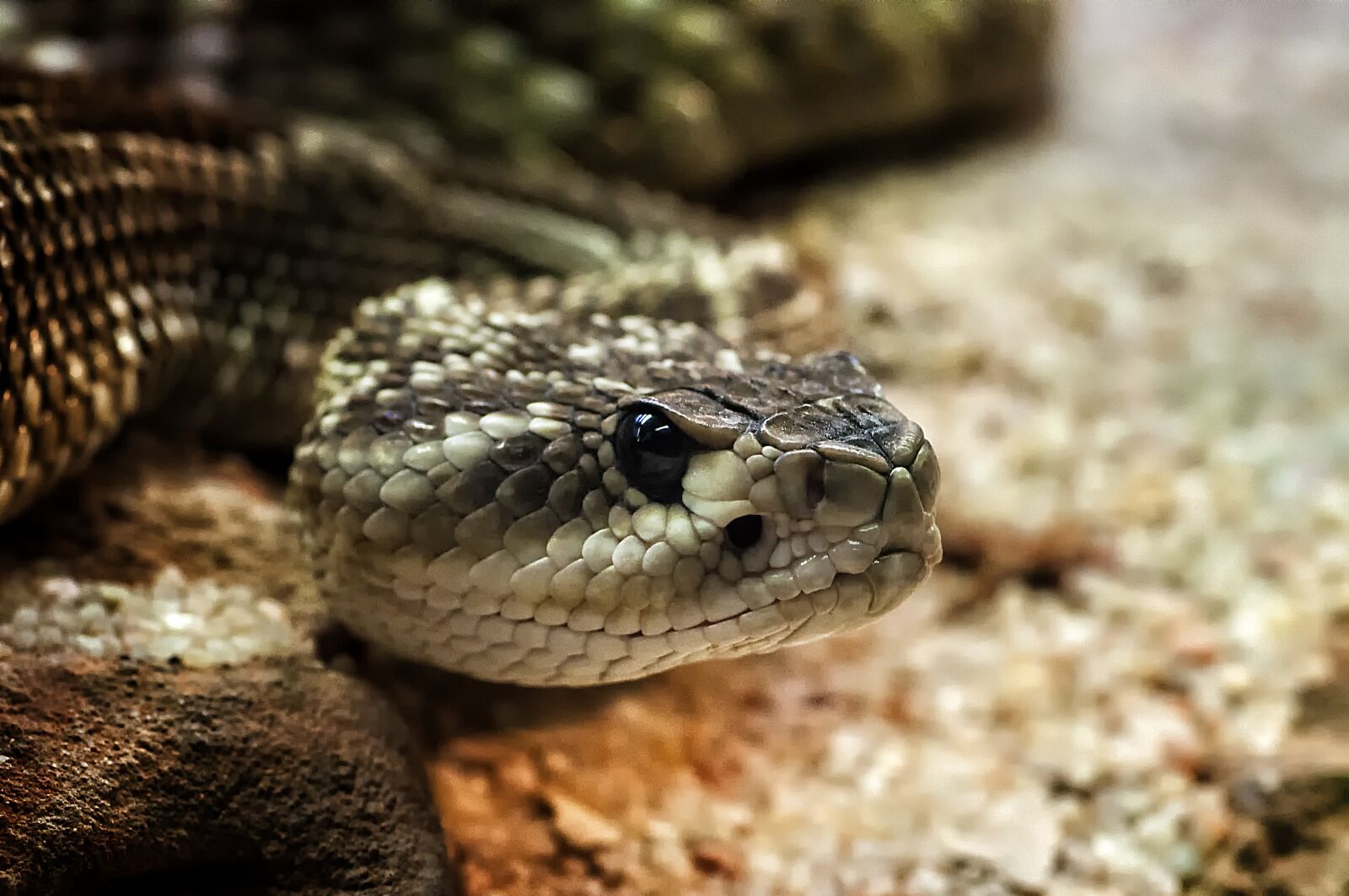 Nikon D90 sample photo. Reptile, snake, poisonous photography