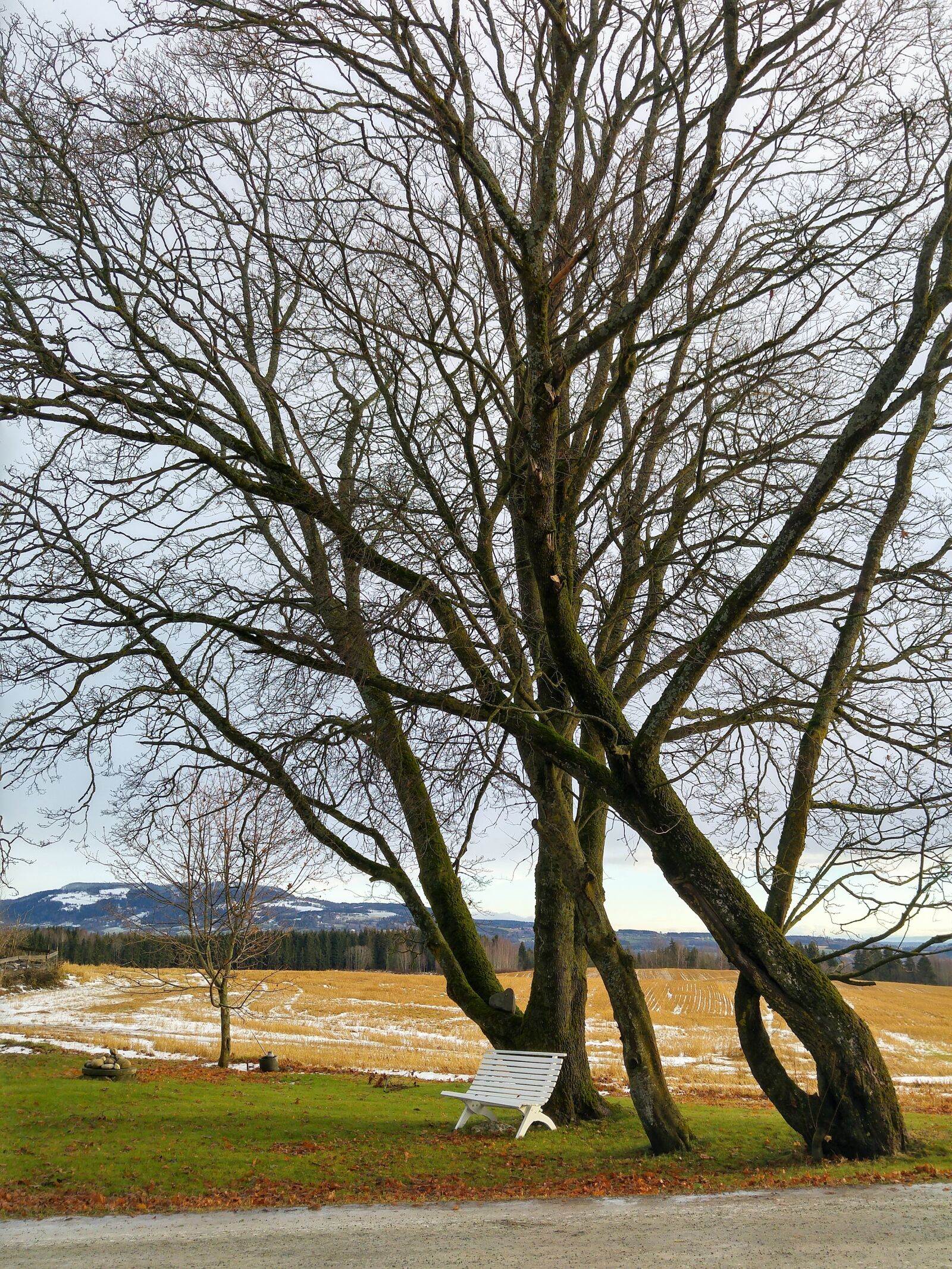 LG G4 sample photo. Tree, bench, field photography