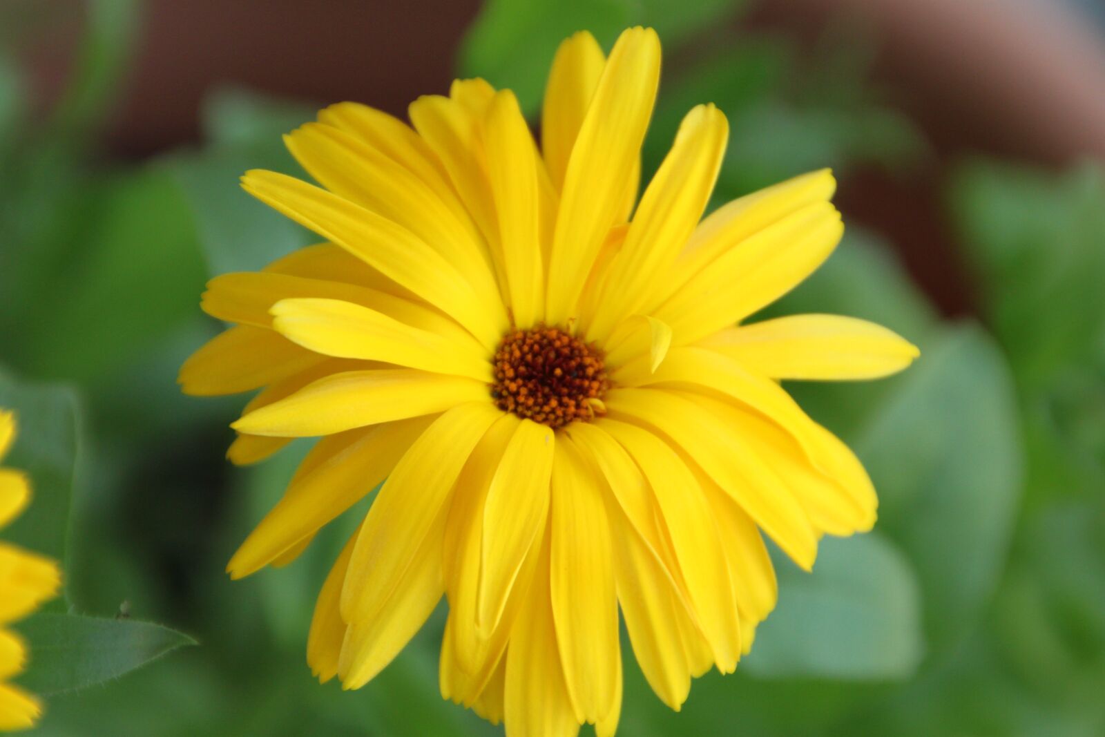 Canon EOS 500D (EOS Rebel T1i / EOS Kiss X3) sample photo. Marigold, yellow, blossom photography