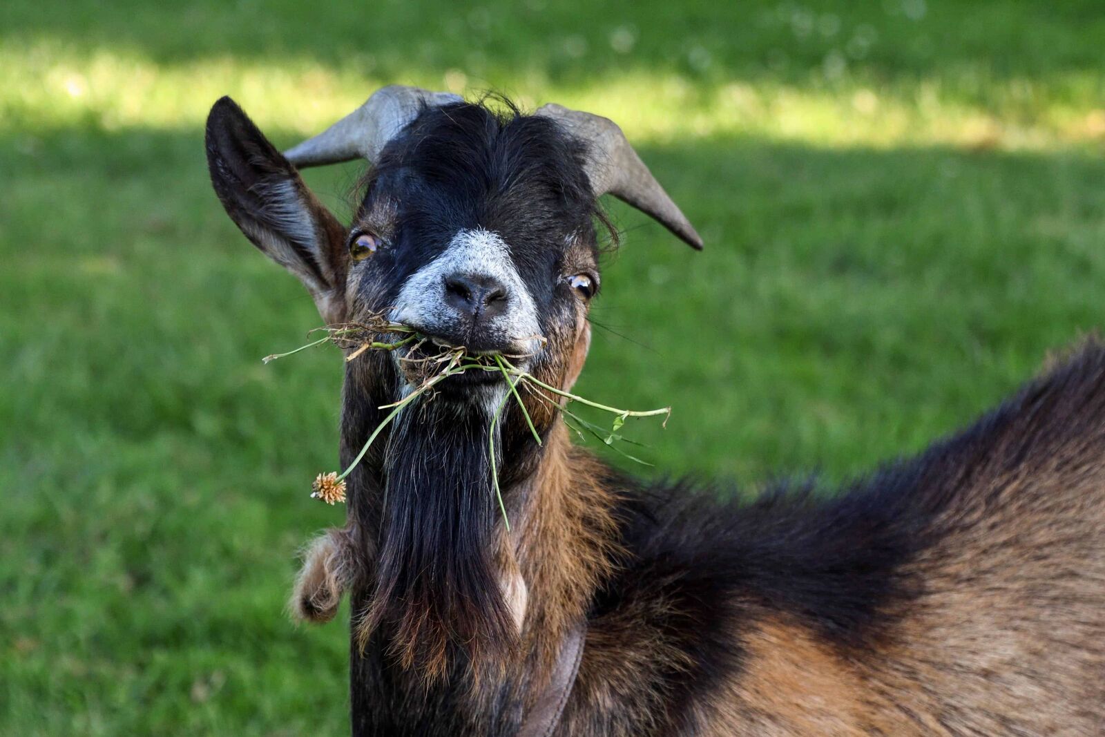 Nikon D500 sample photo. Animal, grass, nature, horn photography